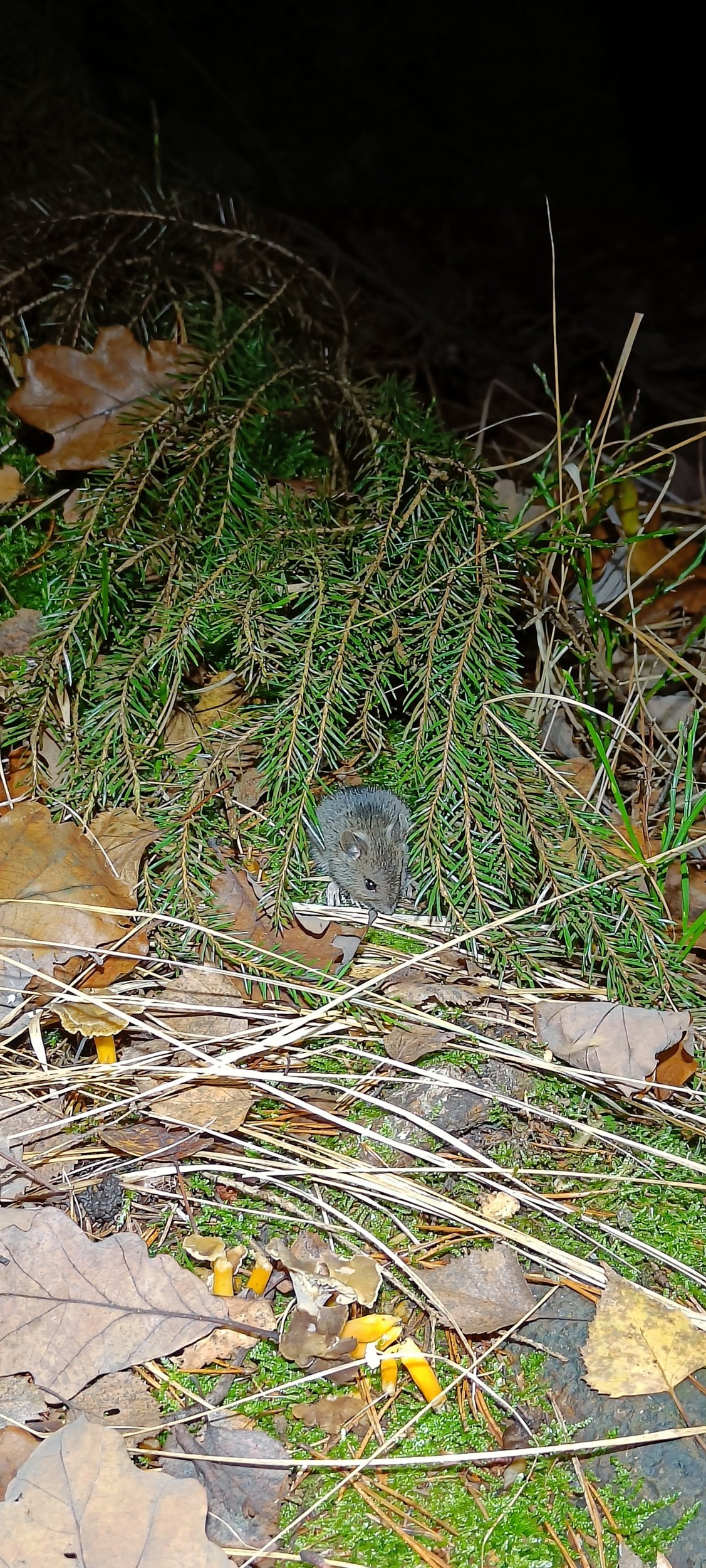 IMG20241030191836.jpg
