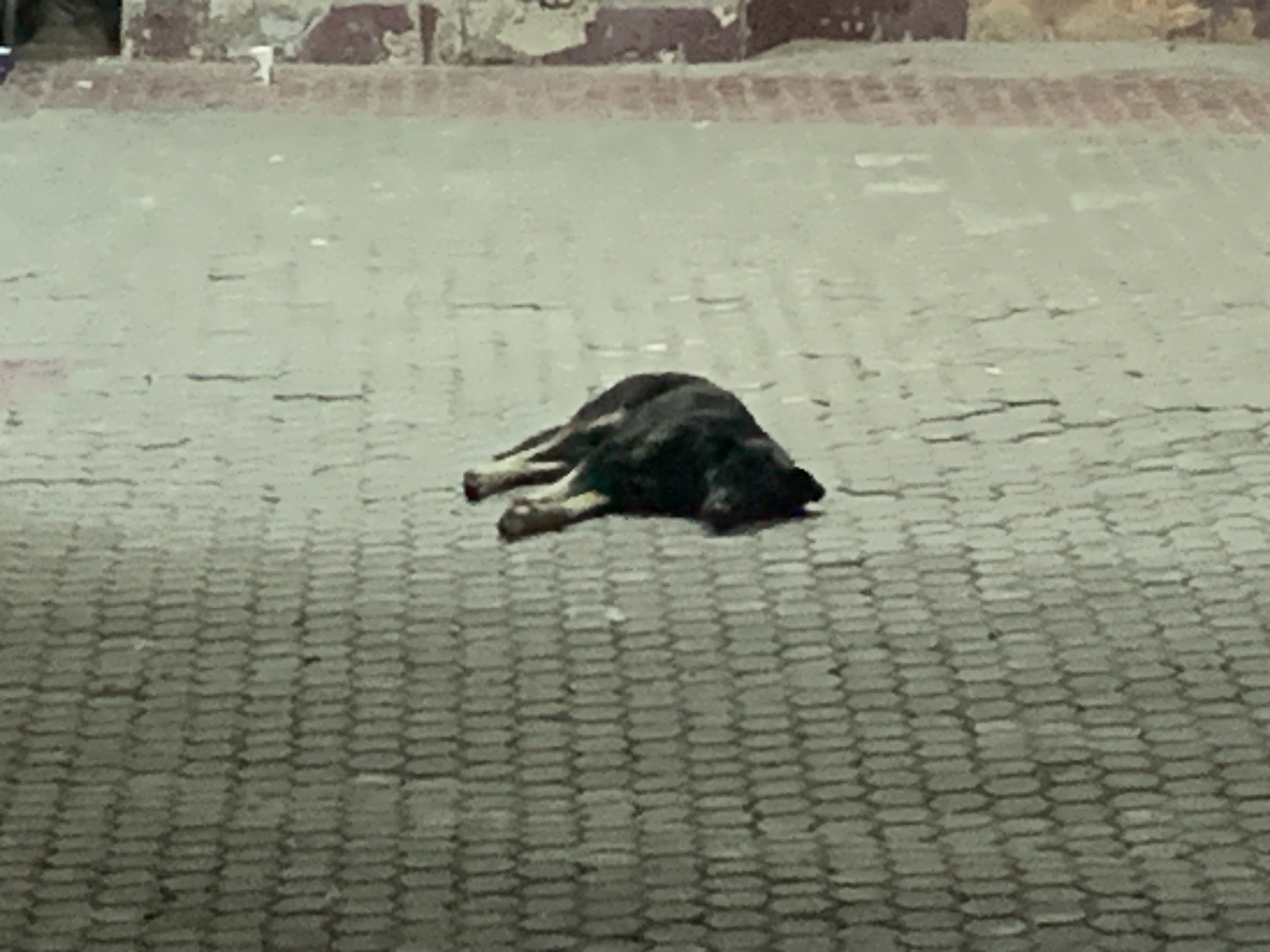 IMG_0112.jpeg