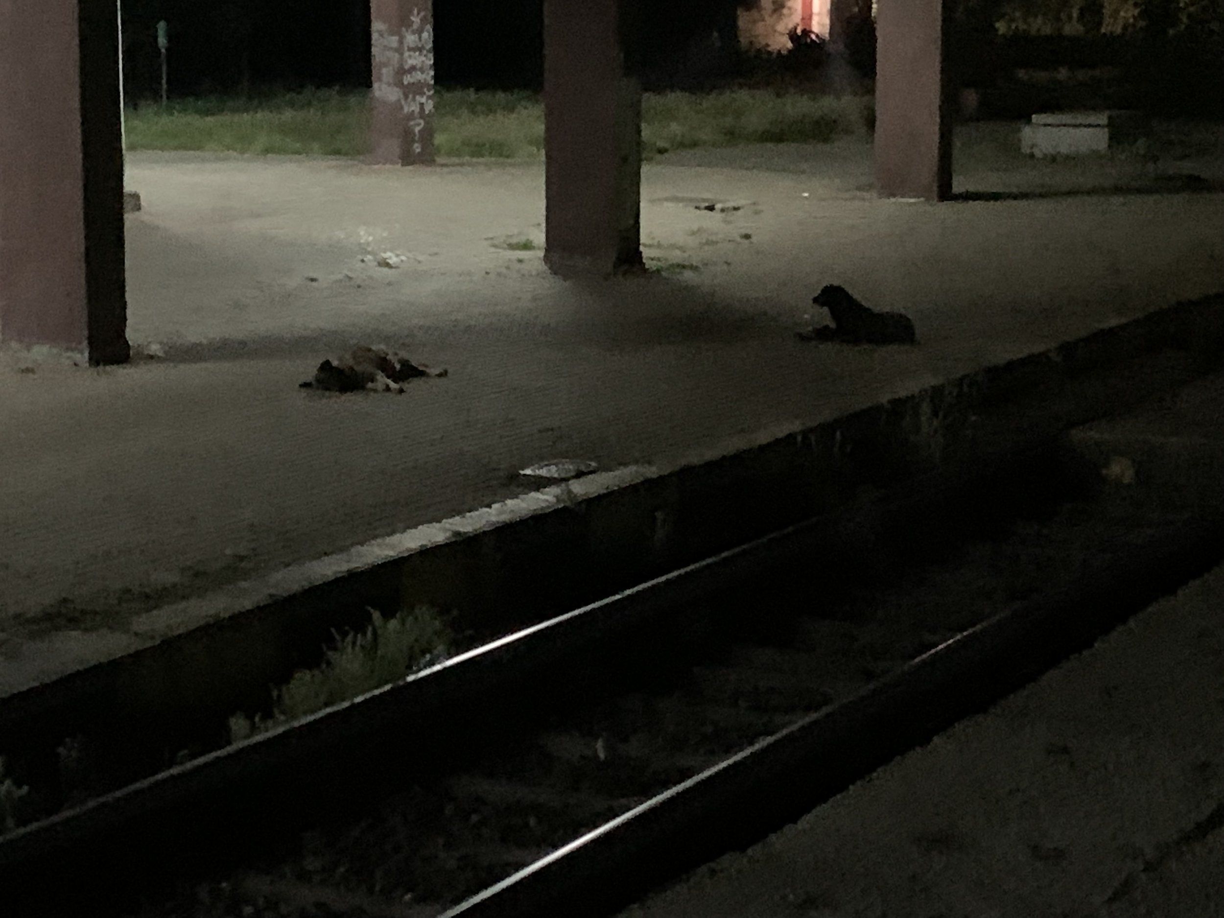IMG_0115.jpeg