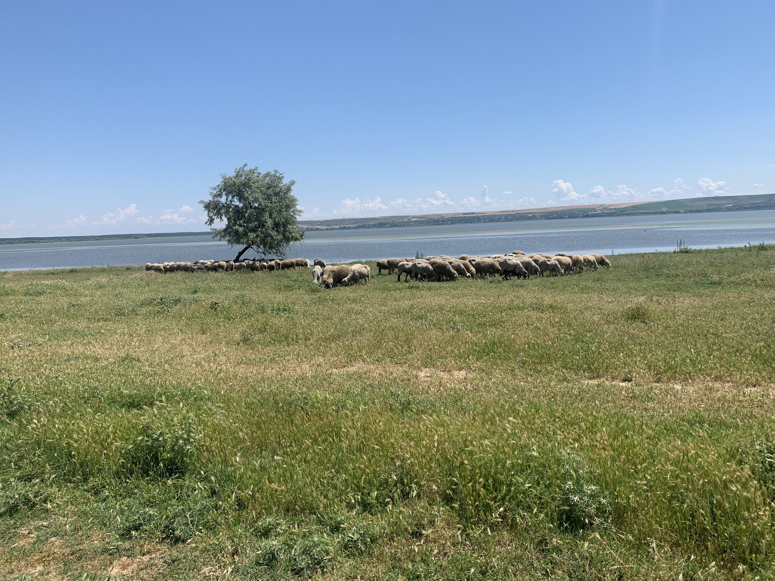 IMG_0158.jpeg