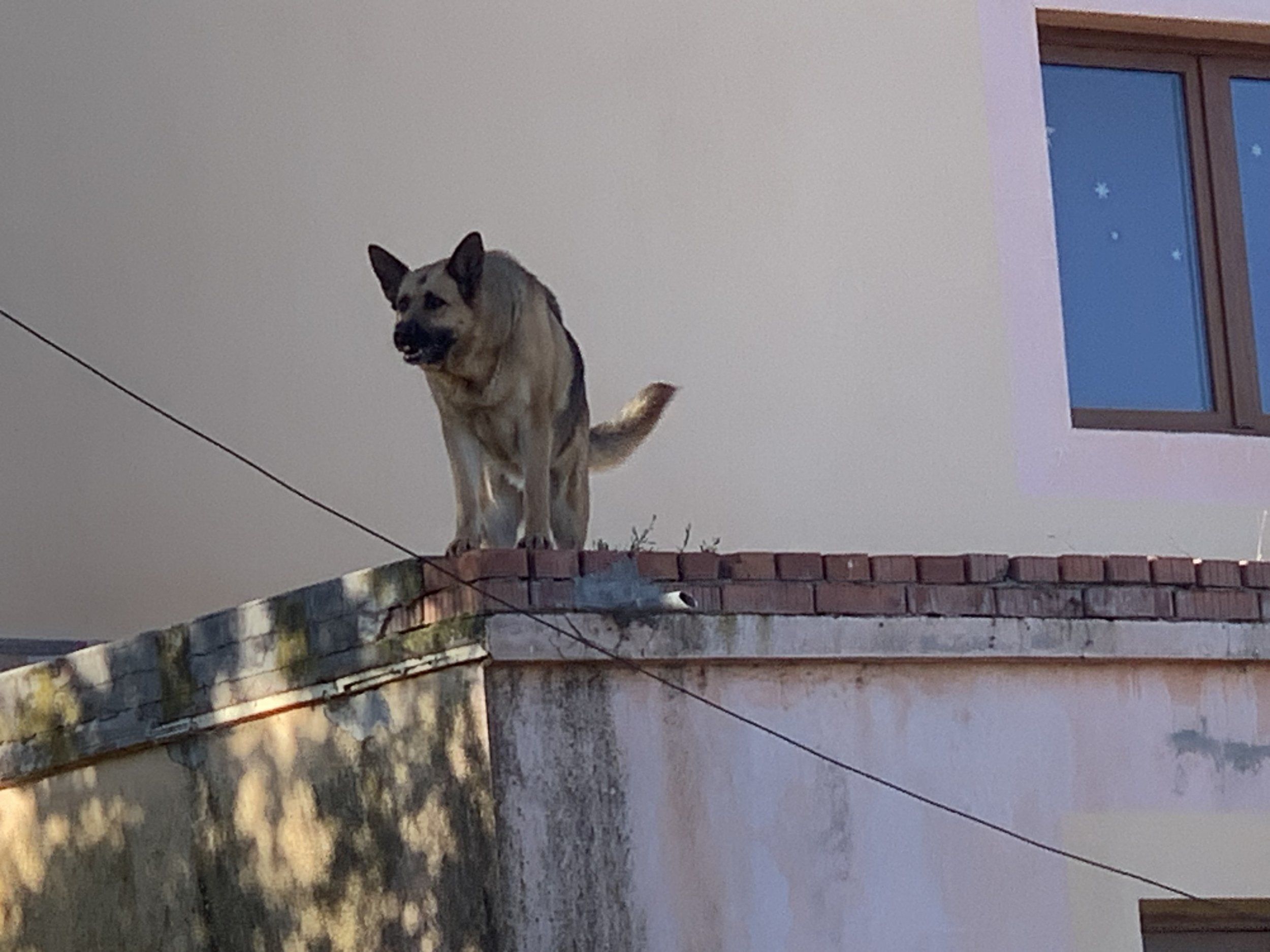 IMG_0235.jpeg