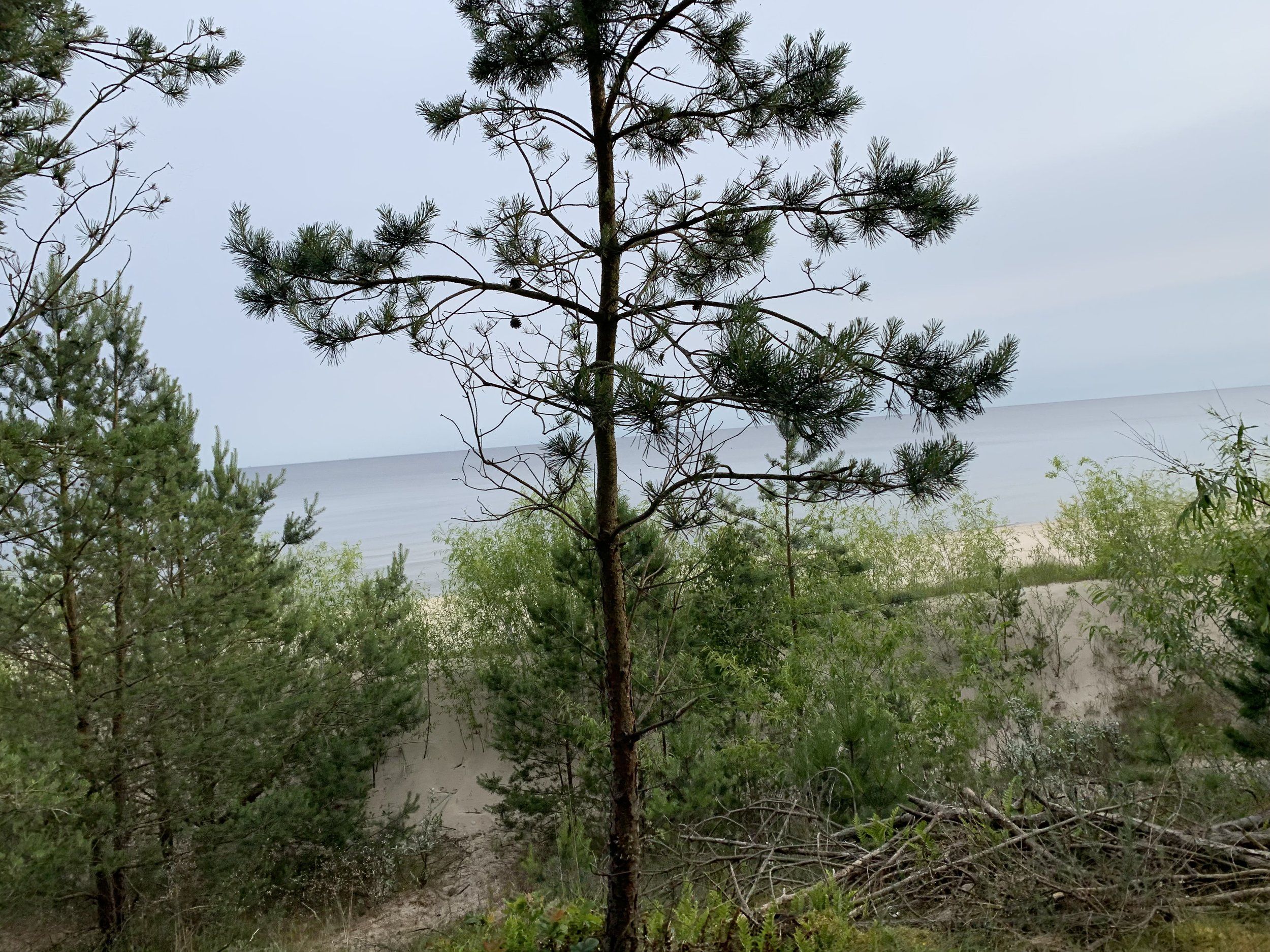 IMG_0498.jpeg