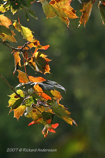 IMG_0606pixbox.jpg ht=600