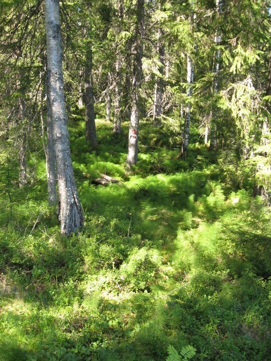 IMG_0761_s.jpg ht=725