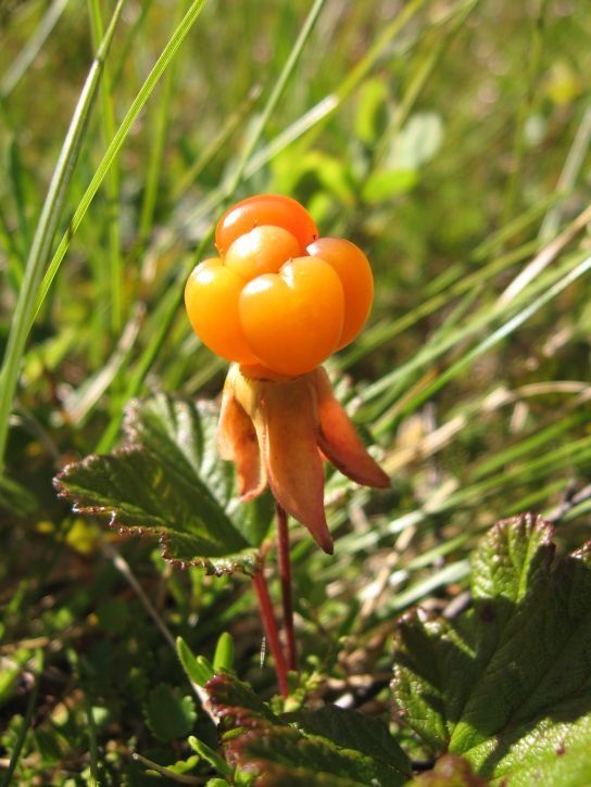 IMG_0776_s.jpg ht=725