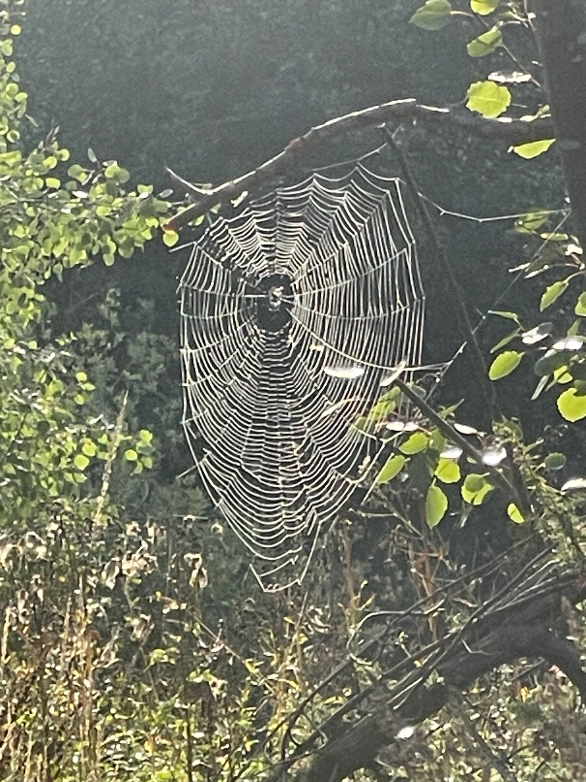 IMG_0975.jpeg