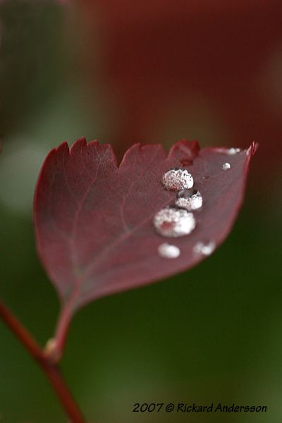 IMG_1039modsm.jpg ht=600