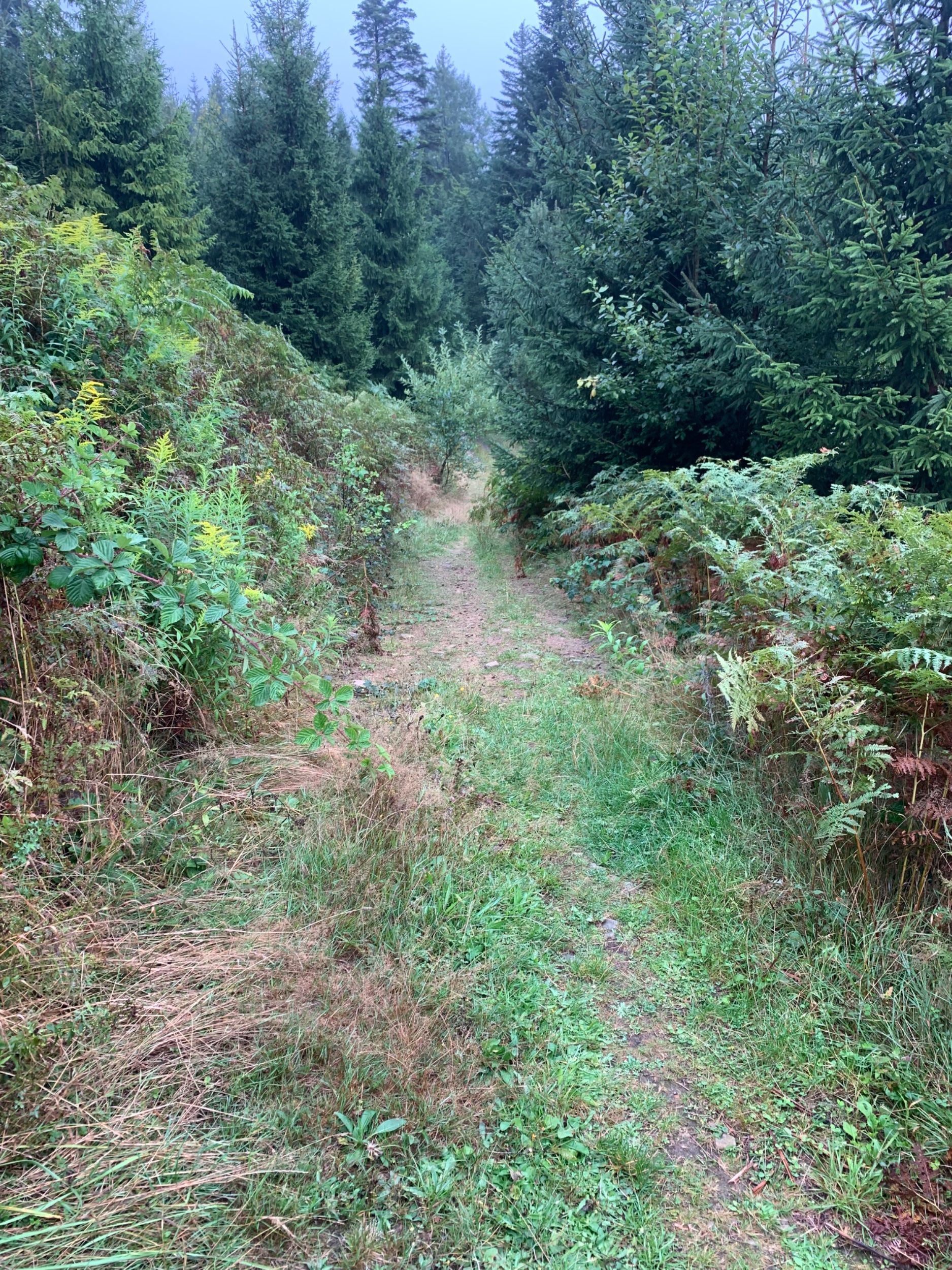 IMG_1600.jpeg