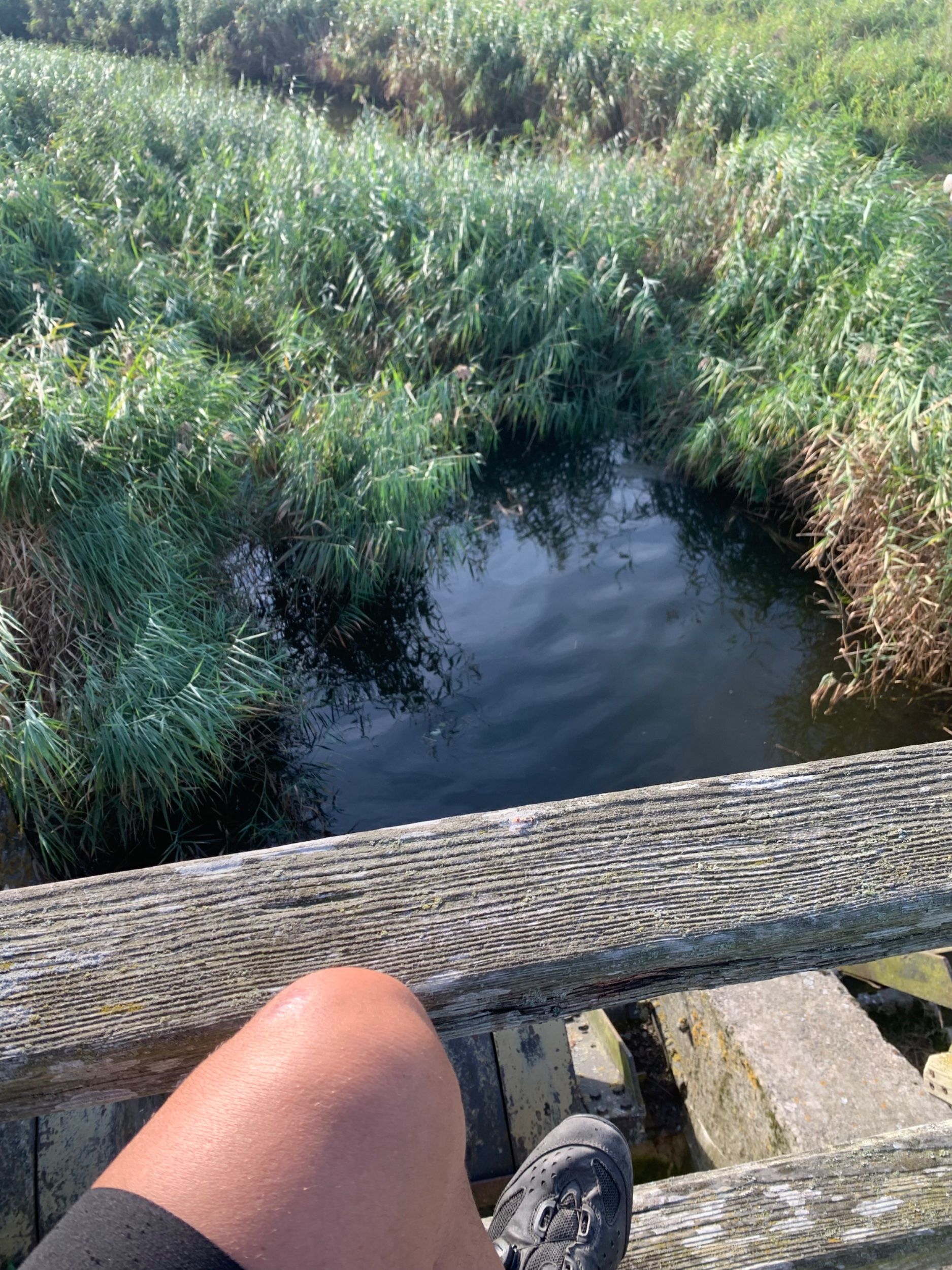 IMG_1947.jpeg