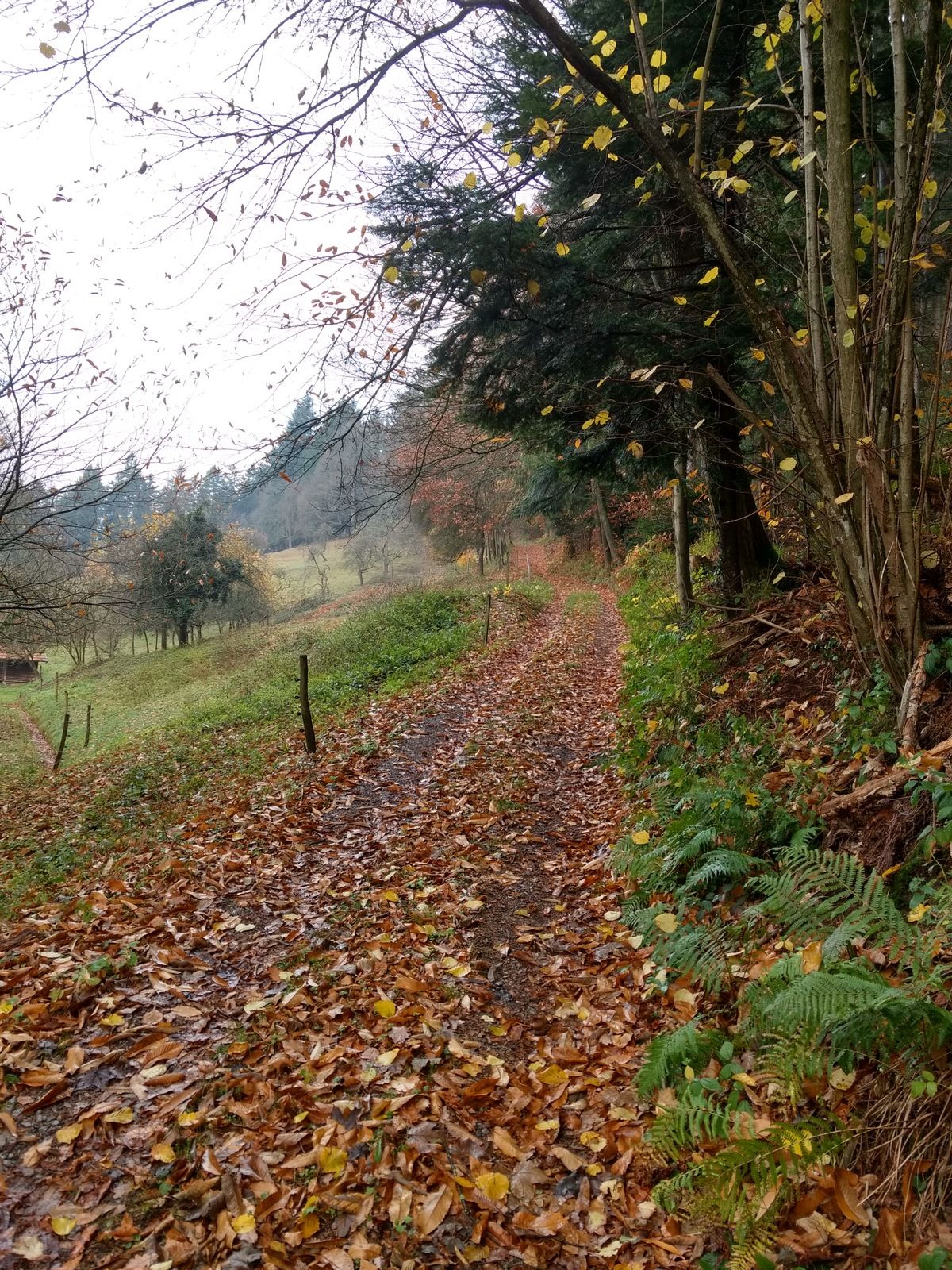 IMG_20161127_114109880_HDR.jpg