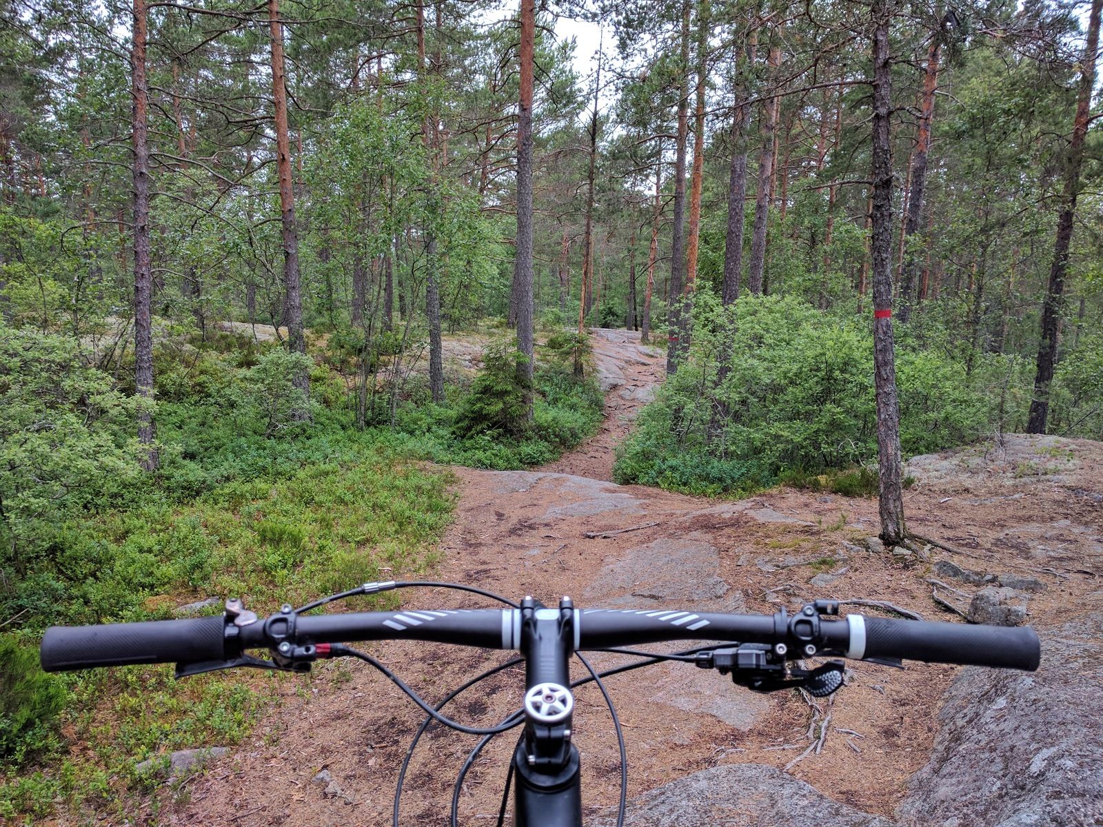 IMG_20170627_171700-01.jpeg