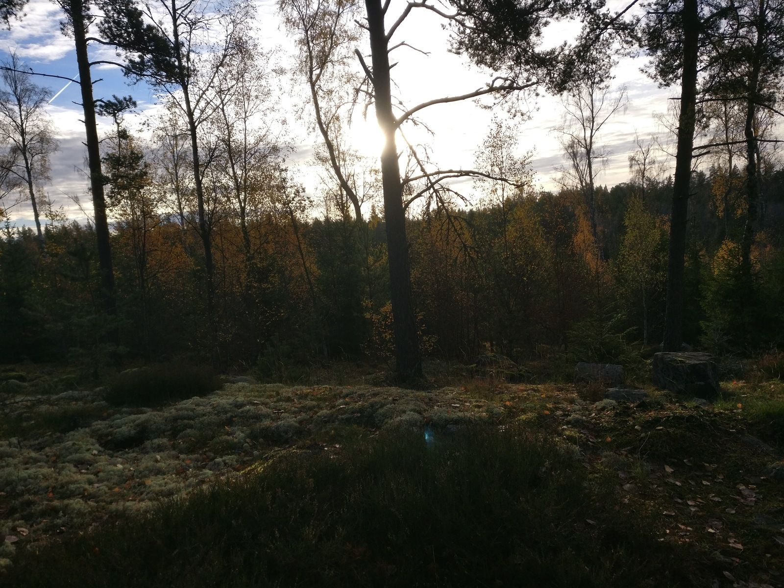 IMG_20171101_085325.jpg