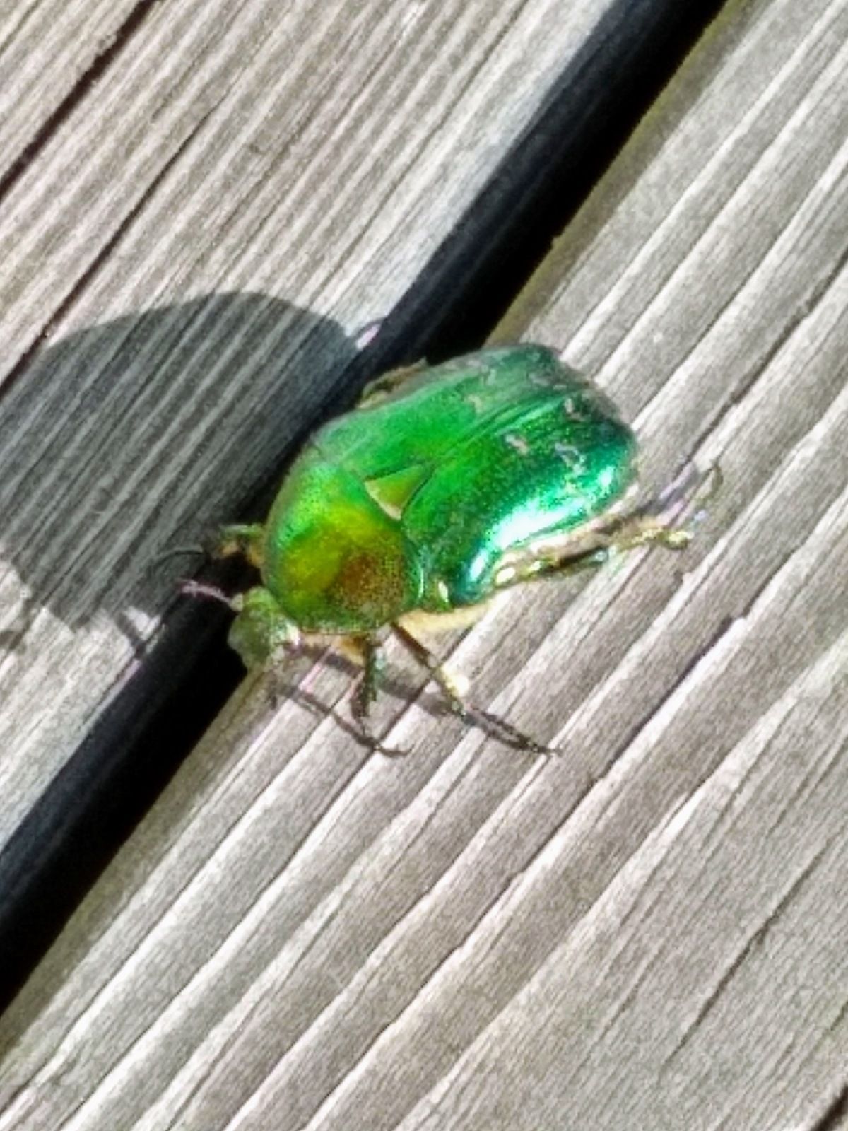 IMG_20190808_172759641_HDR2.jpg