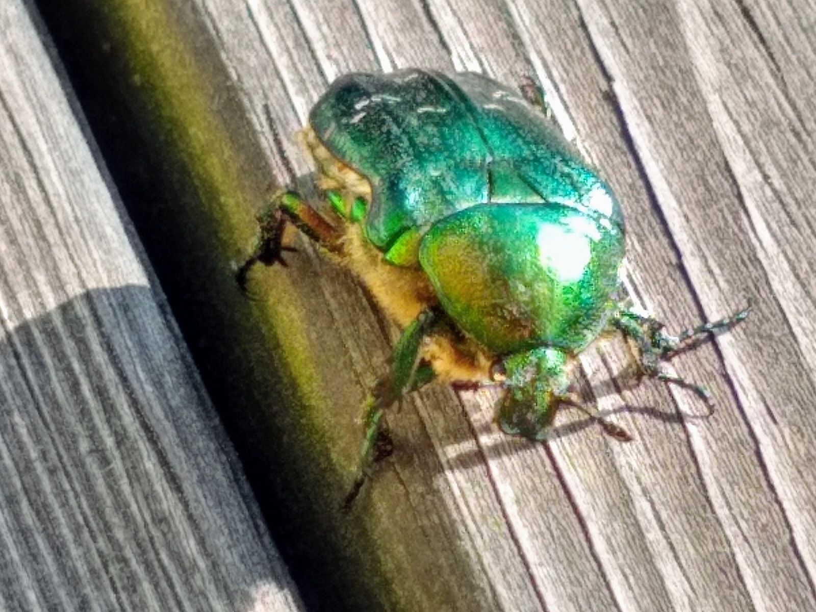 IMG_20190808_172854574_HDR2.jpg