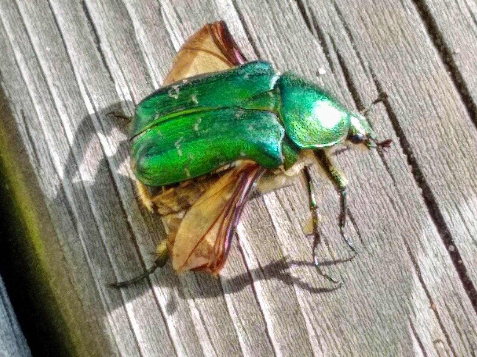 IMG_20190808_172858229_HDR2.jpg