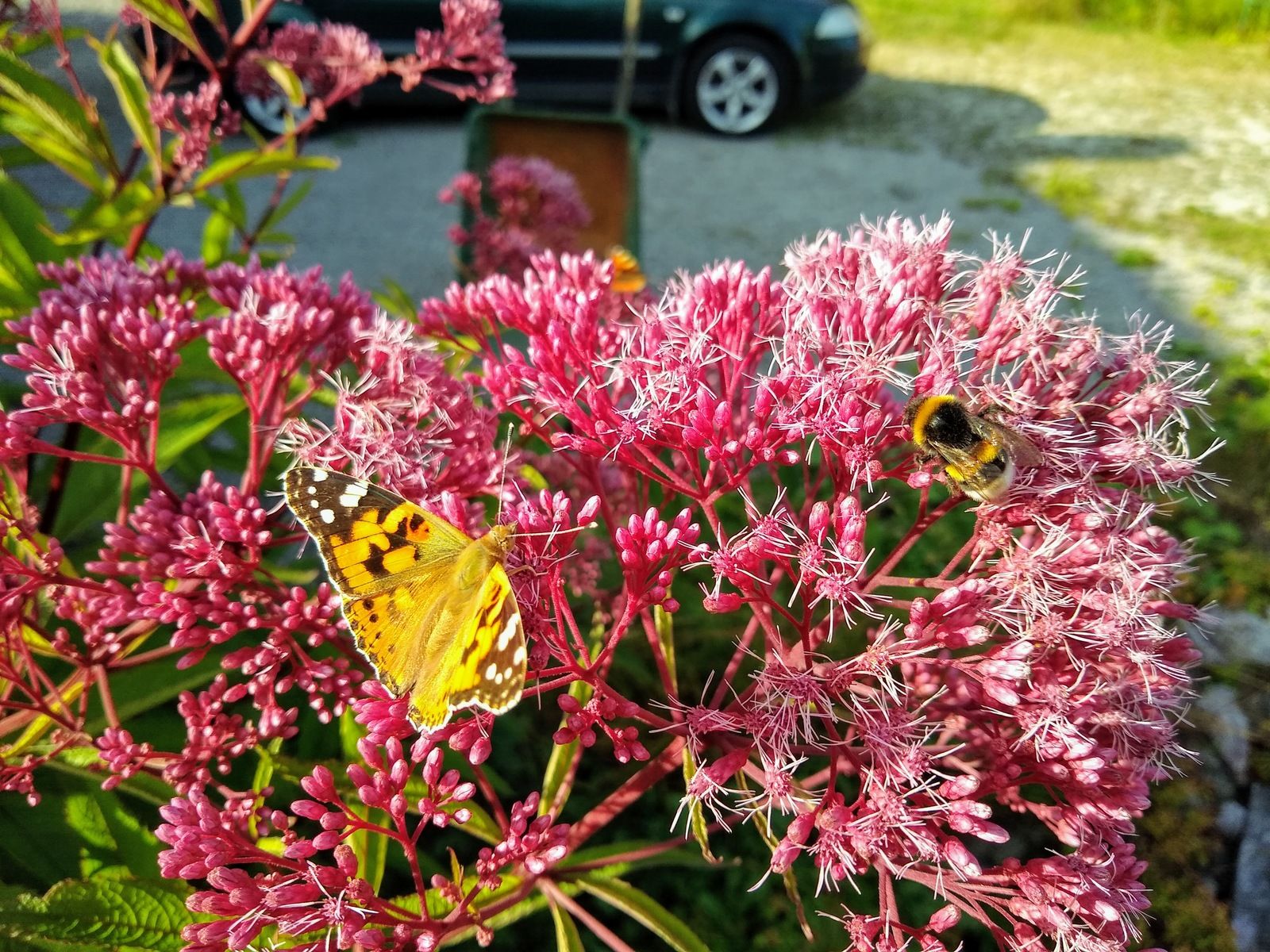 IMG_20190825_1716403402.jpg