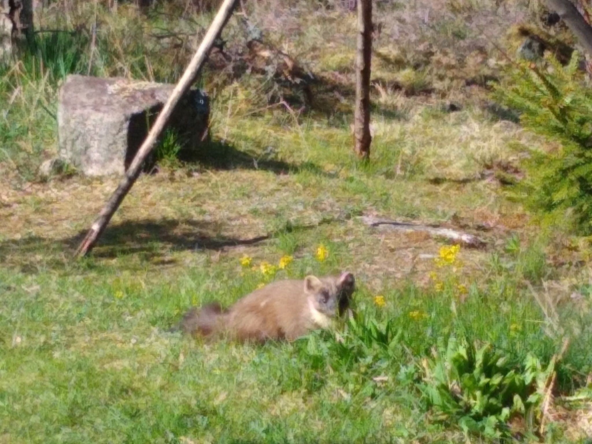 IMG_20200507_092341943.jpg