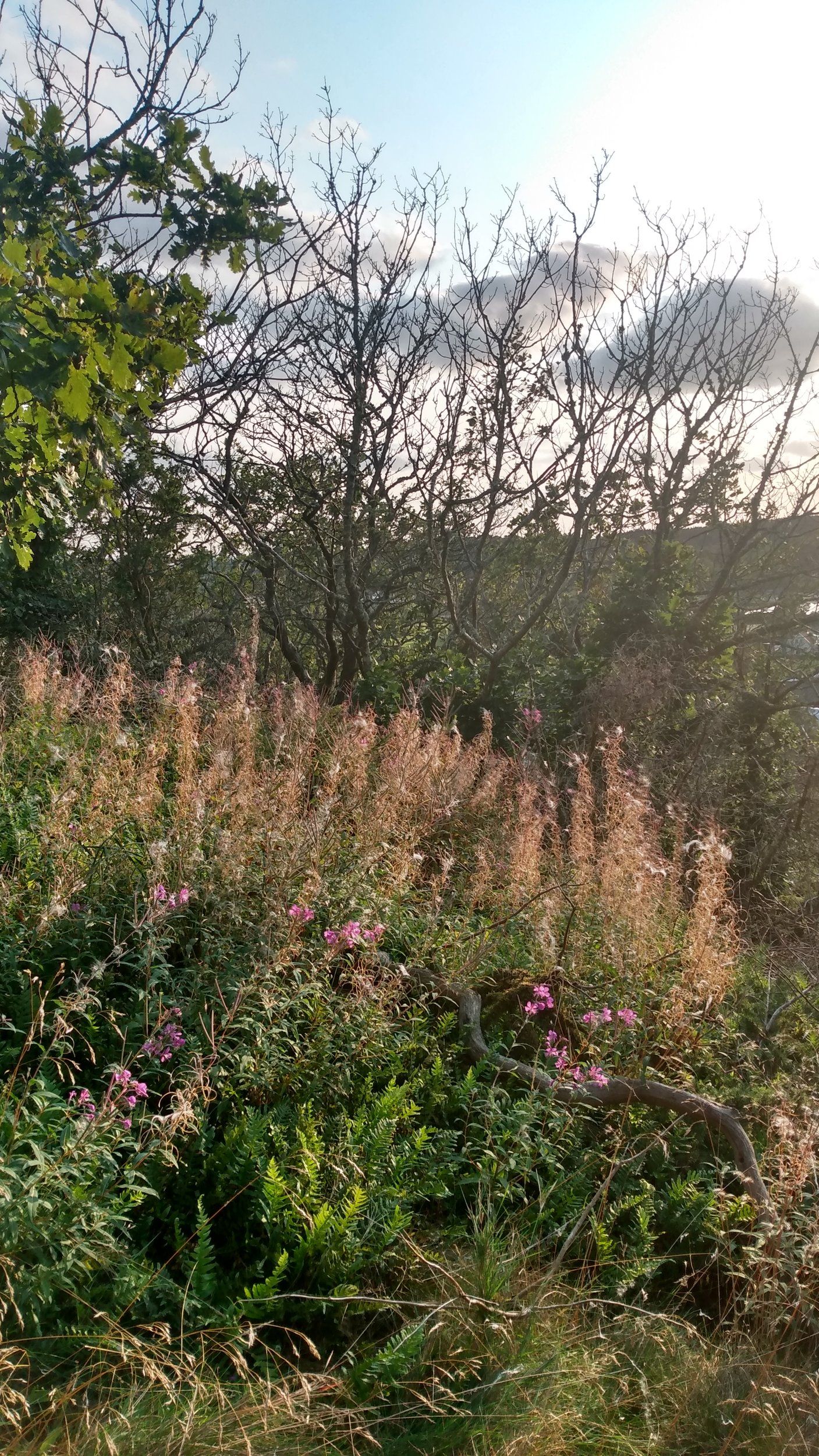 IMG_20200910_180530344_HDR.jpg