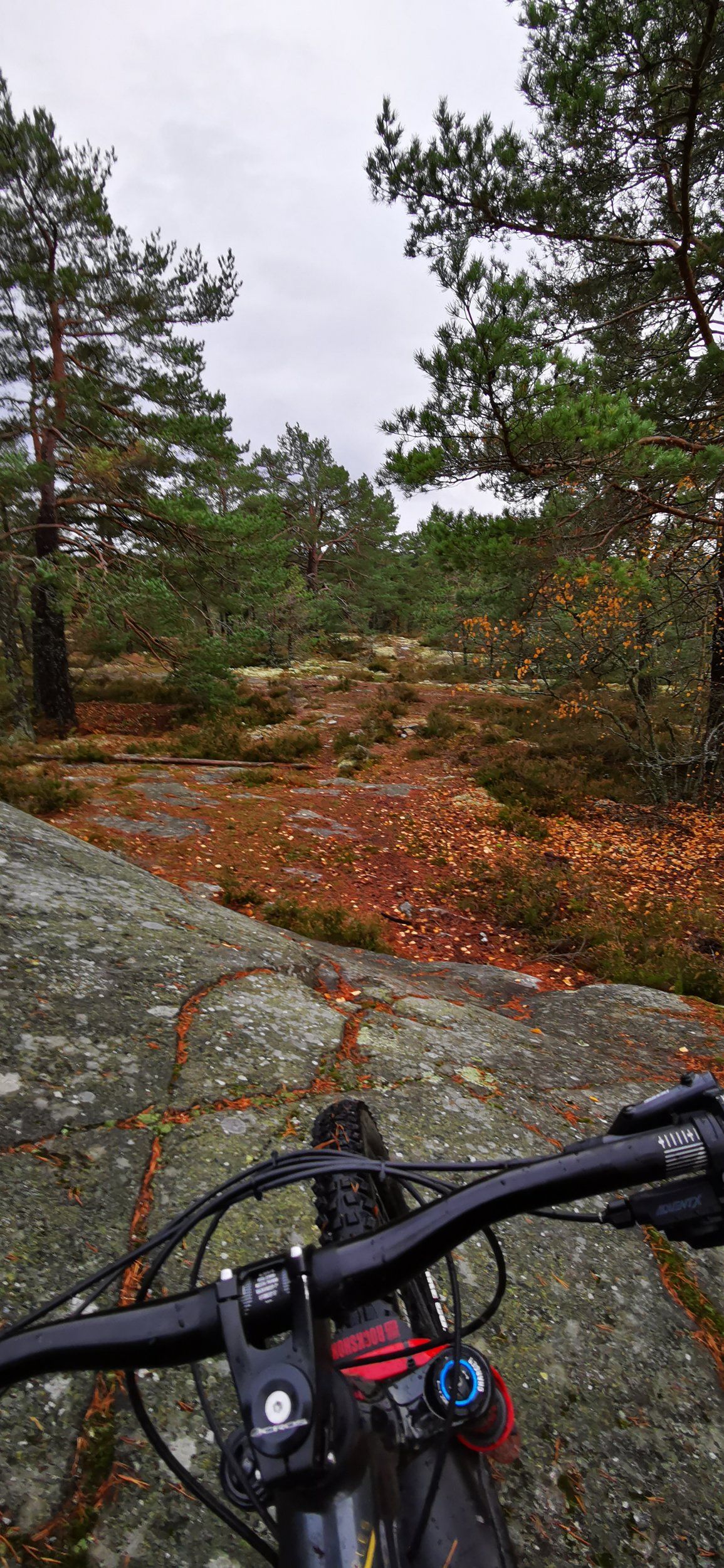 IMG_20201027_153102.jpg