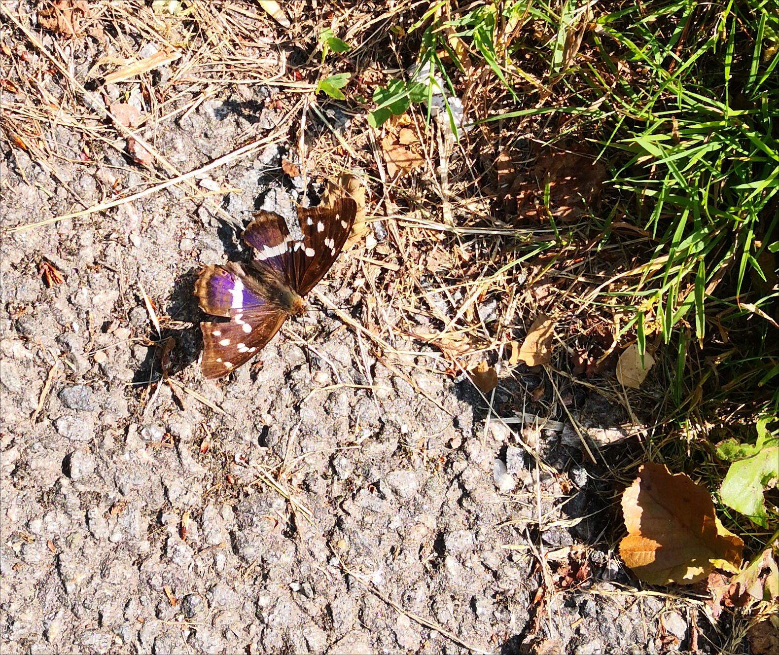 IMG_20210720_113559.jpg