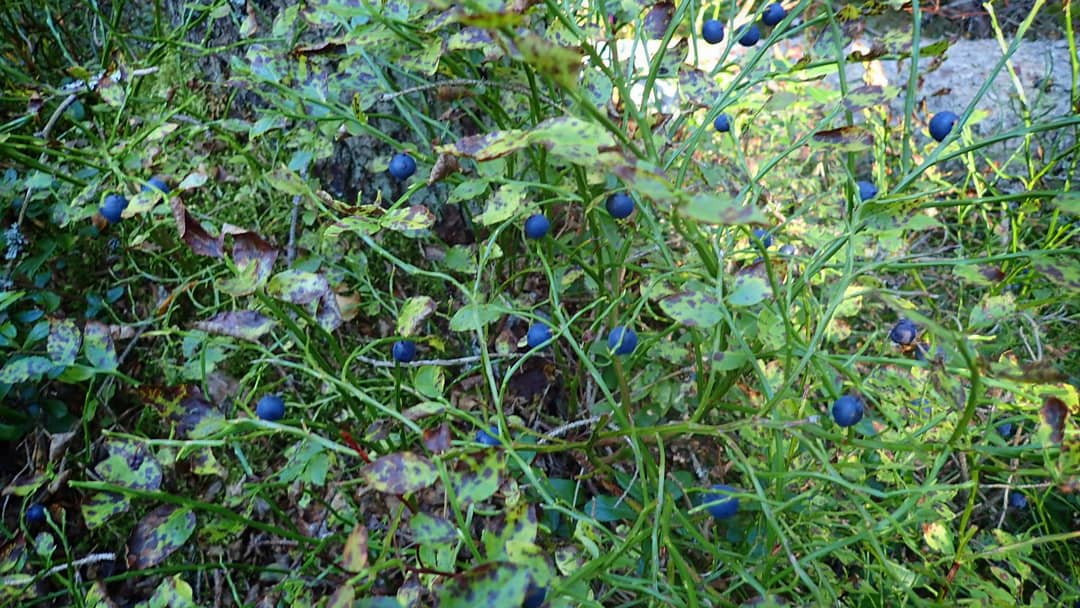 IMG_20210903_182248_774.jpg
