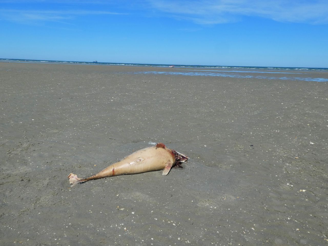 IMG_20220527_094514_197.jpg