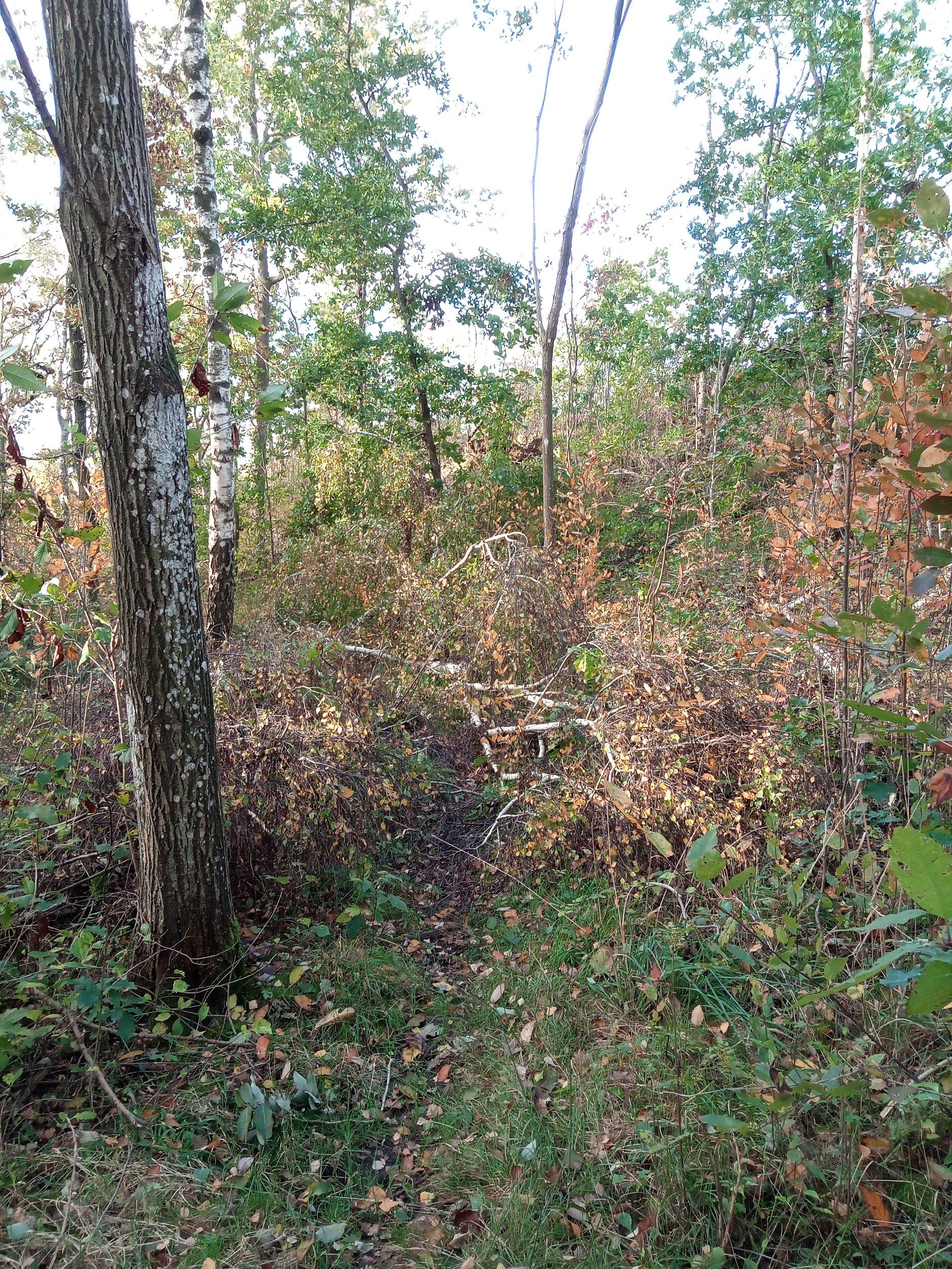 IMG_20231020_105329_708.jpg