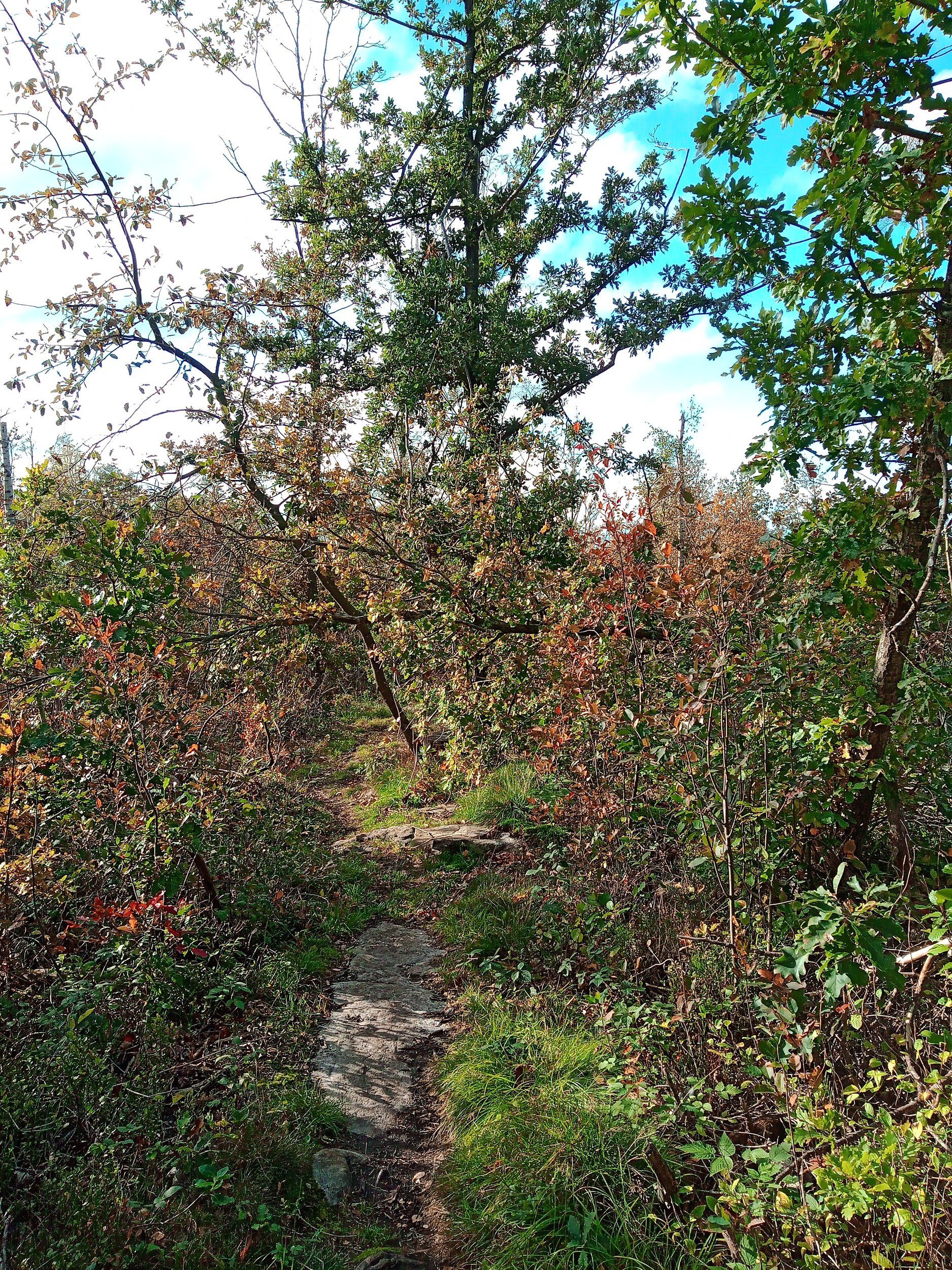 IMG_20231020_114547_633.jpg