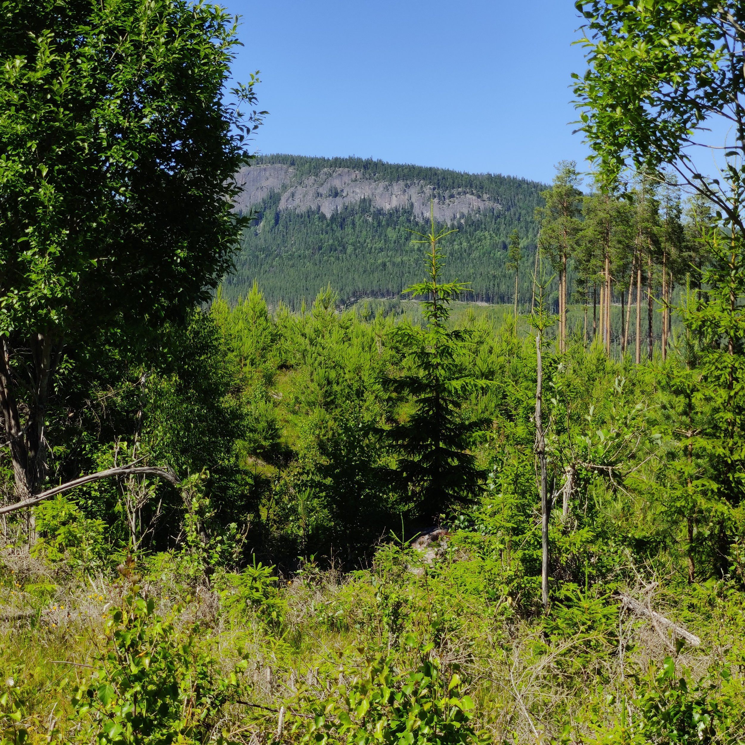 IMG_20240625_135332.jpg