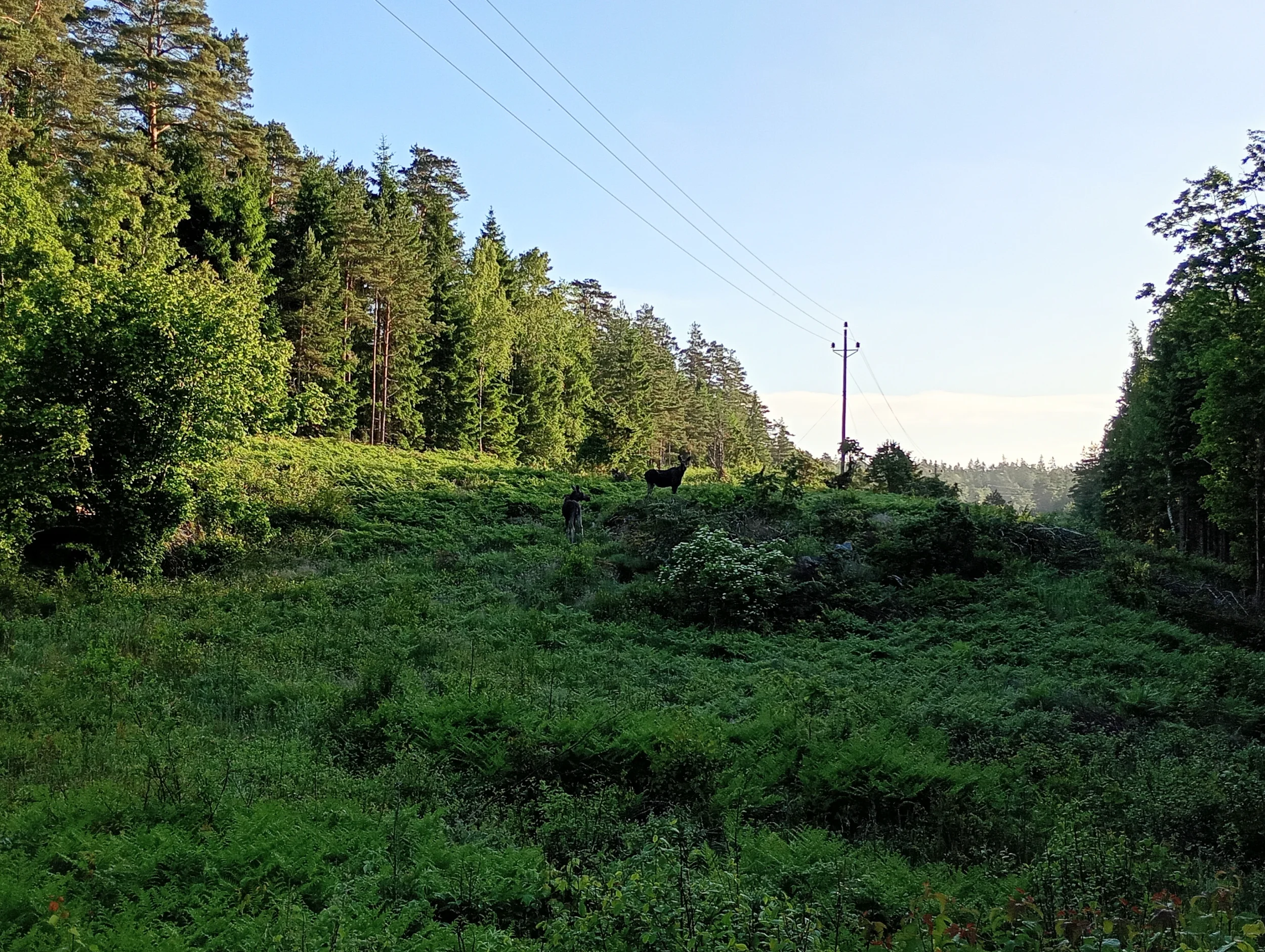 IMG_20260617_061659_HDR.webp