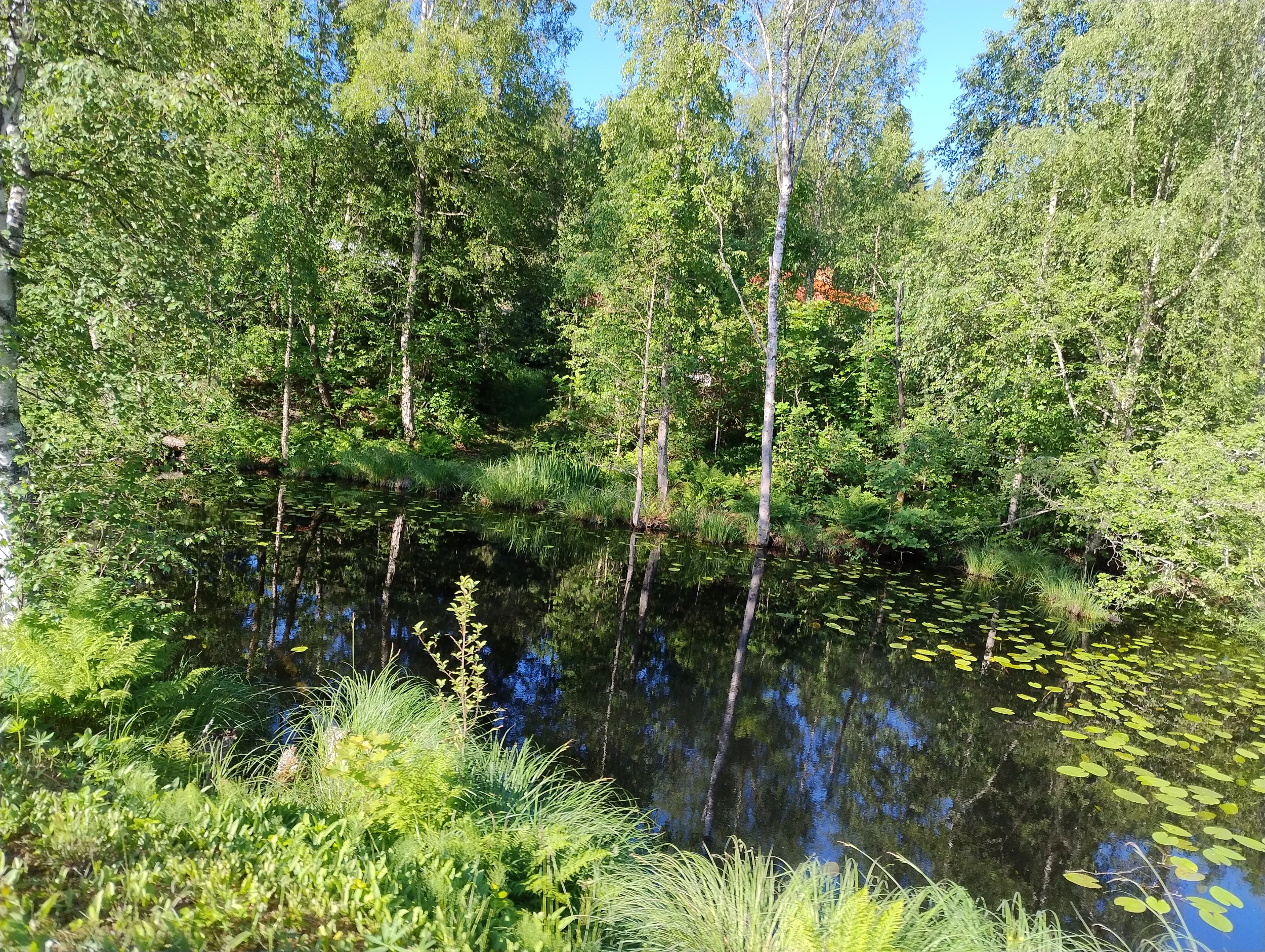 IMG_20260617_075239224_HDR.webp