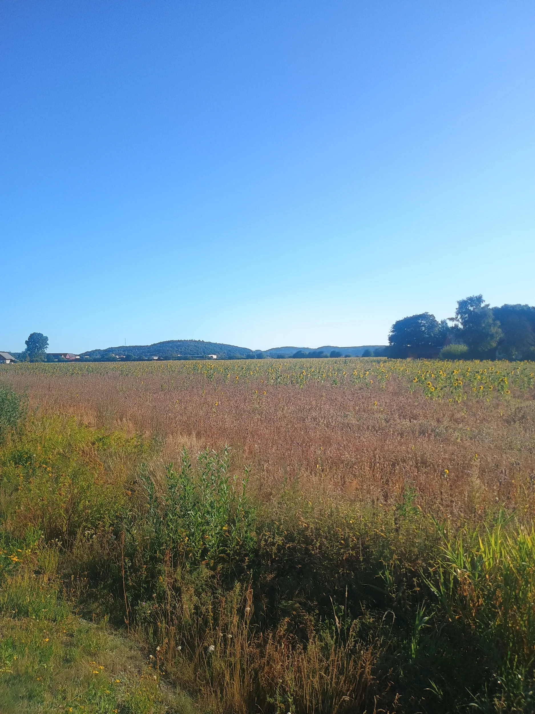 IMG_20260818_083140247.webp