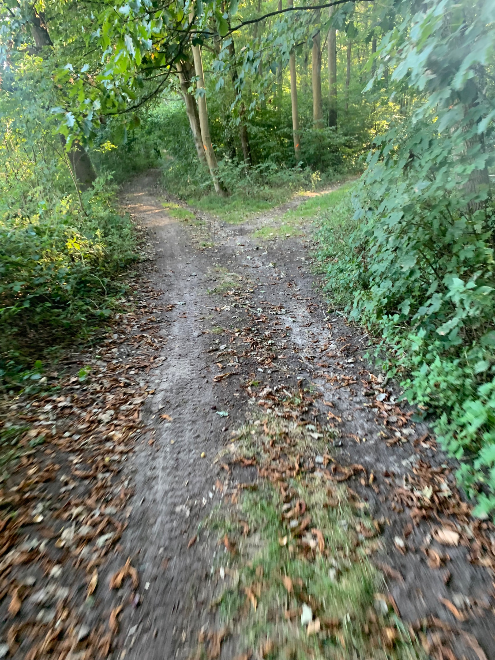 IMG_2272.jpeg