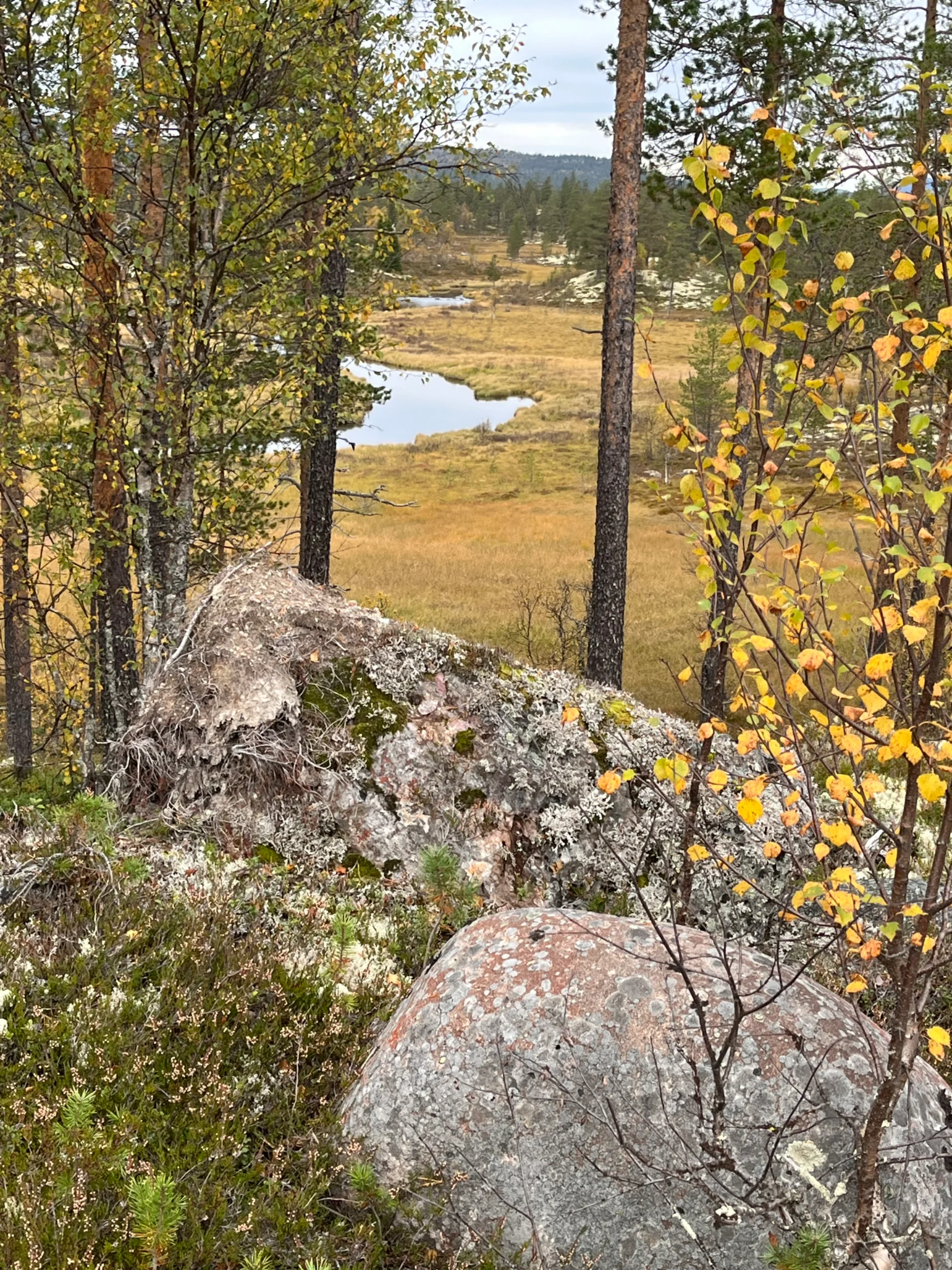 IMG_2433.webp