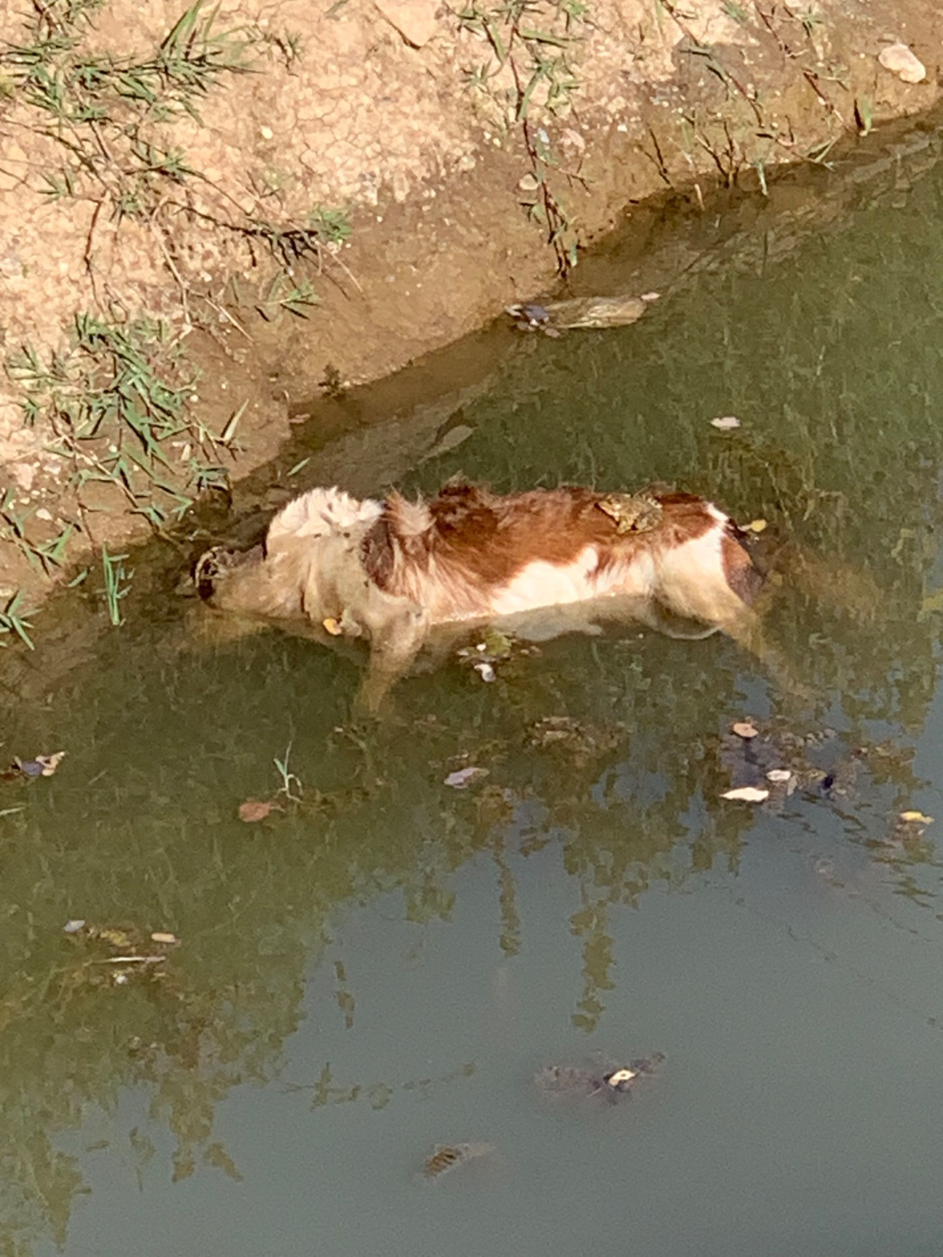 IMG_2722.jpeg