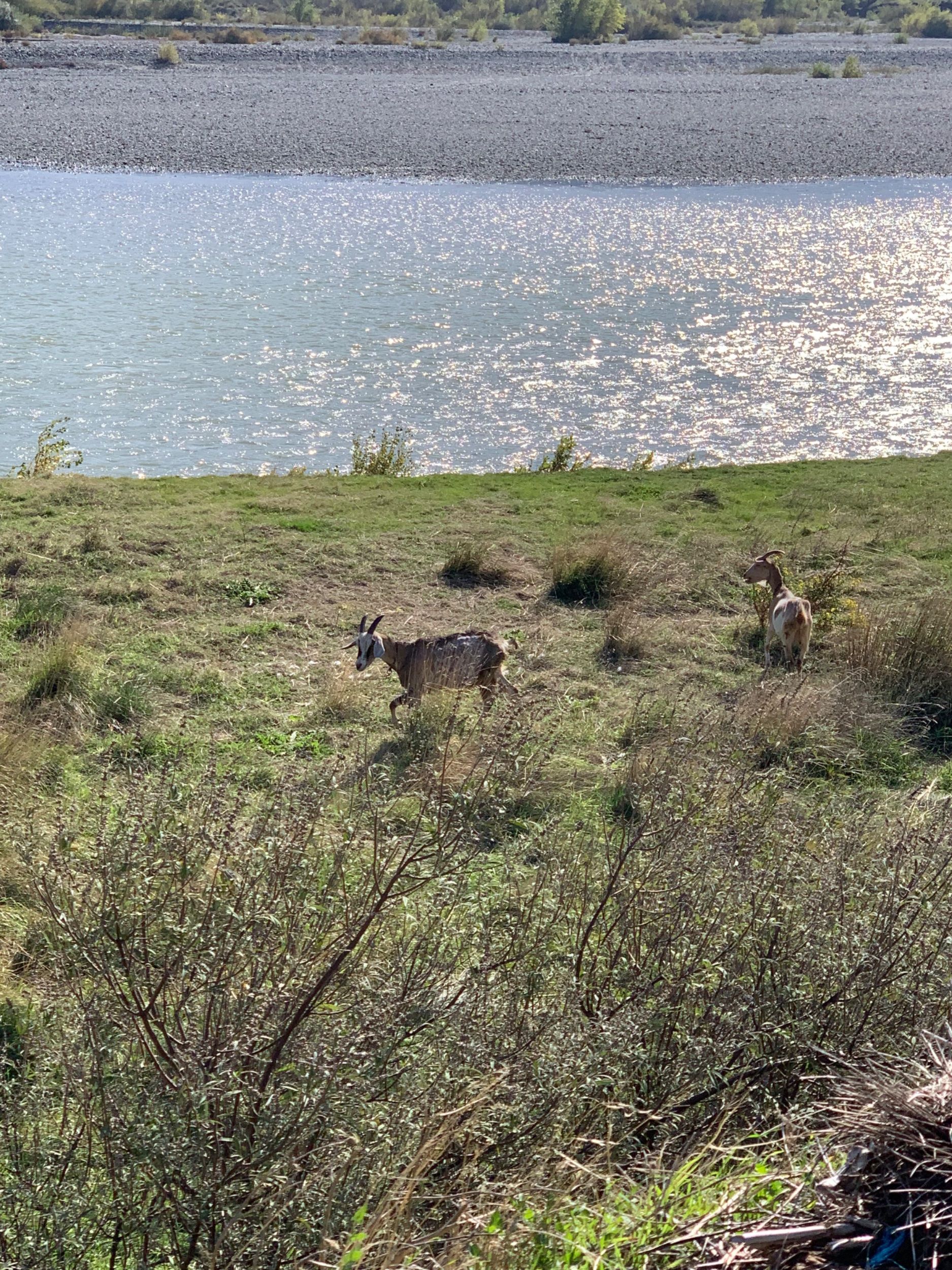 IMG_2726.jpeg