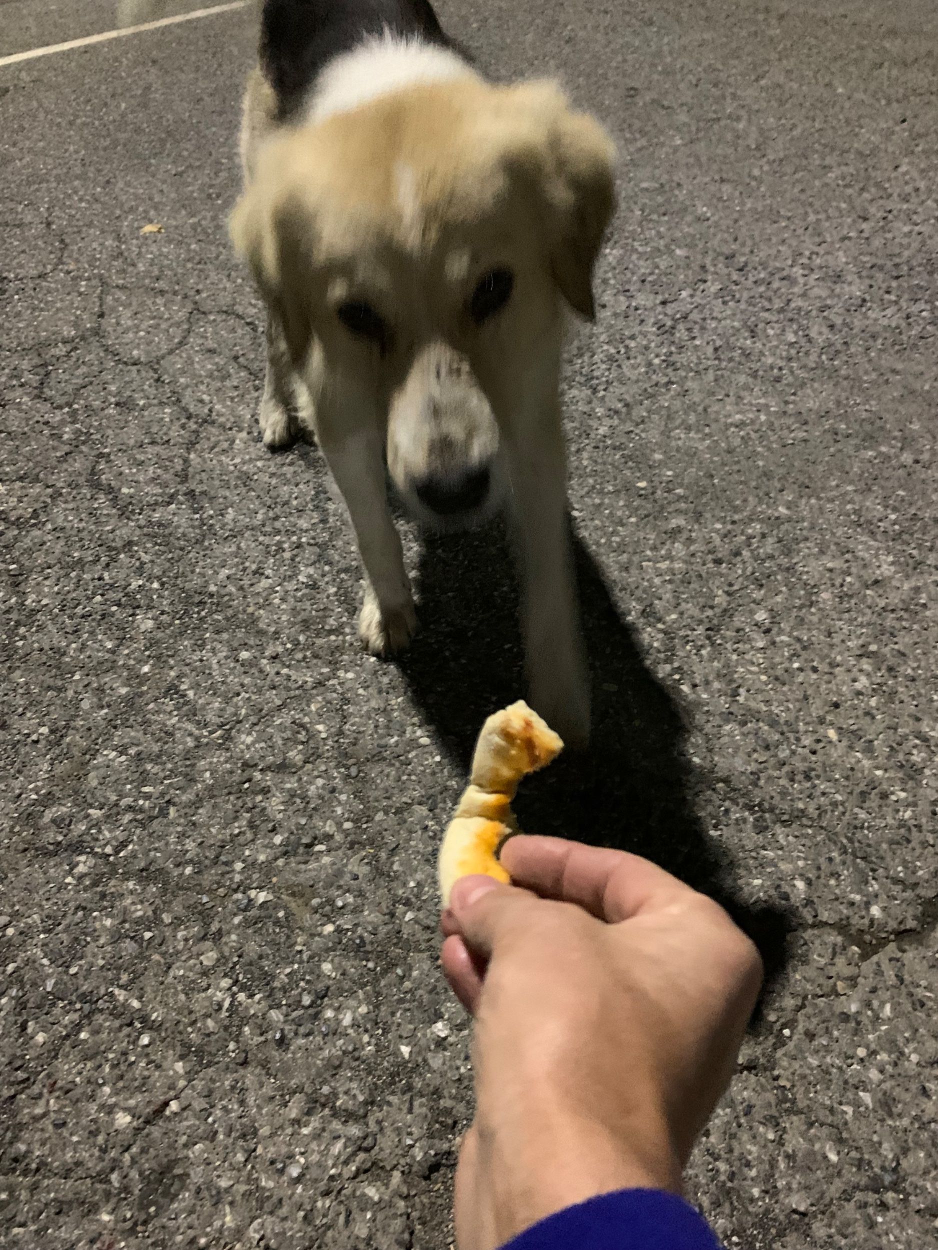 IMG_2796.jpeg