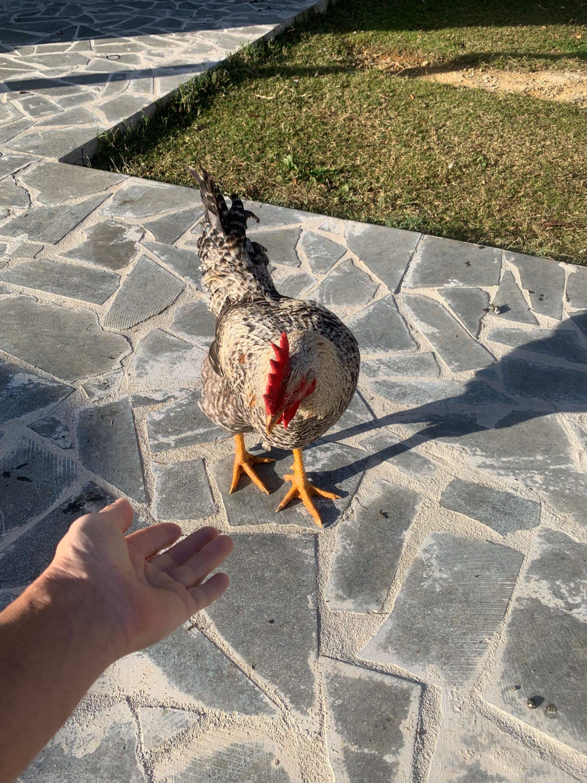 IMG_2827.jpeg