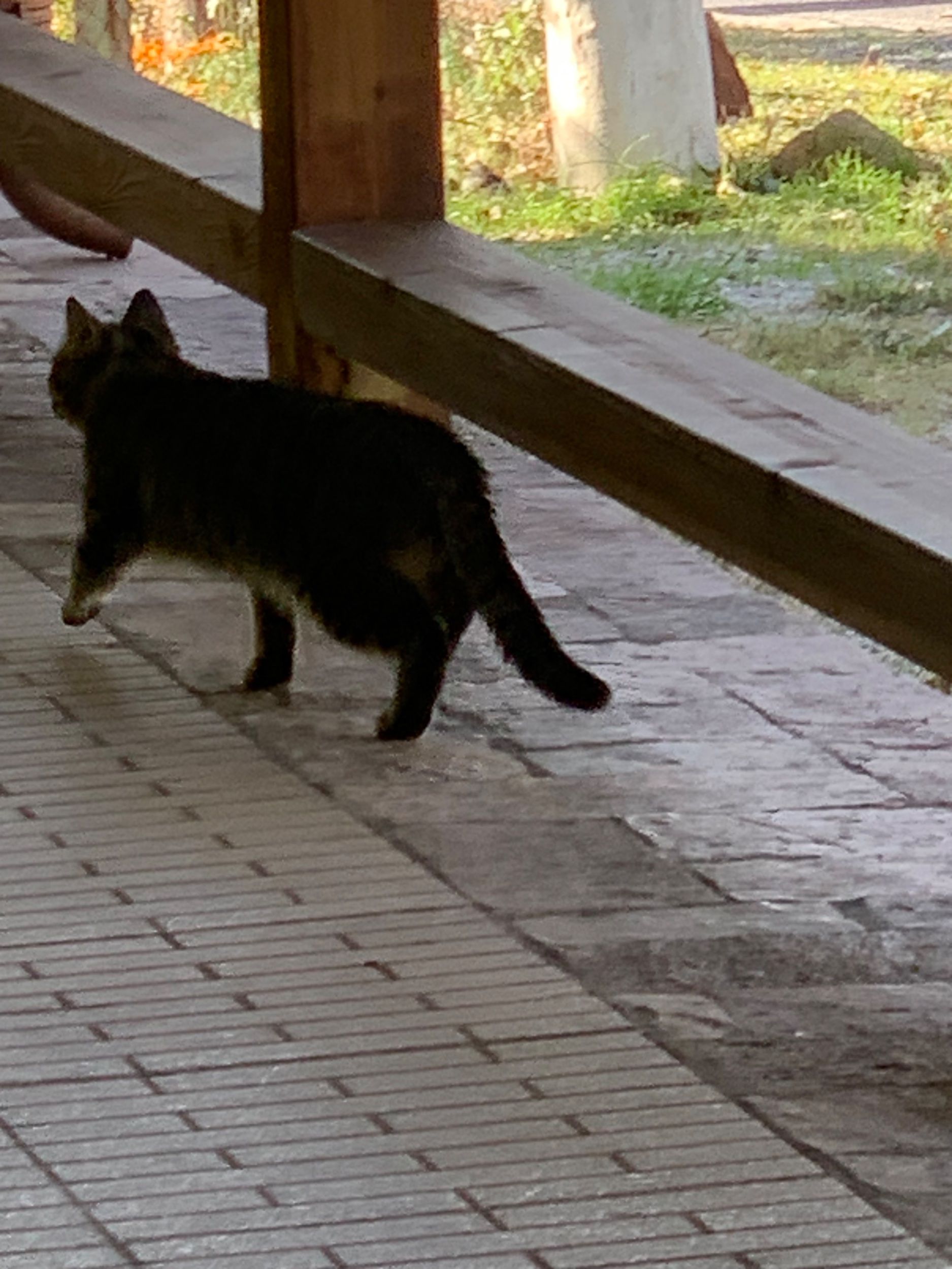 IMG_2923.jpeg