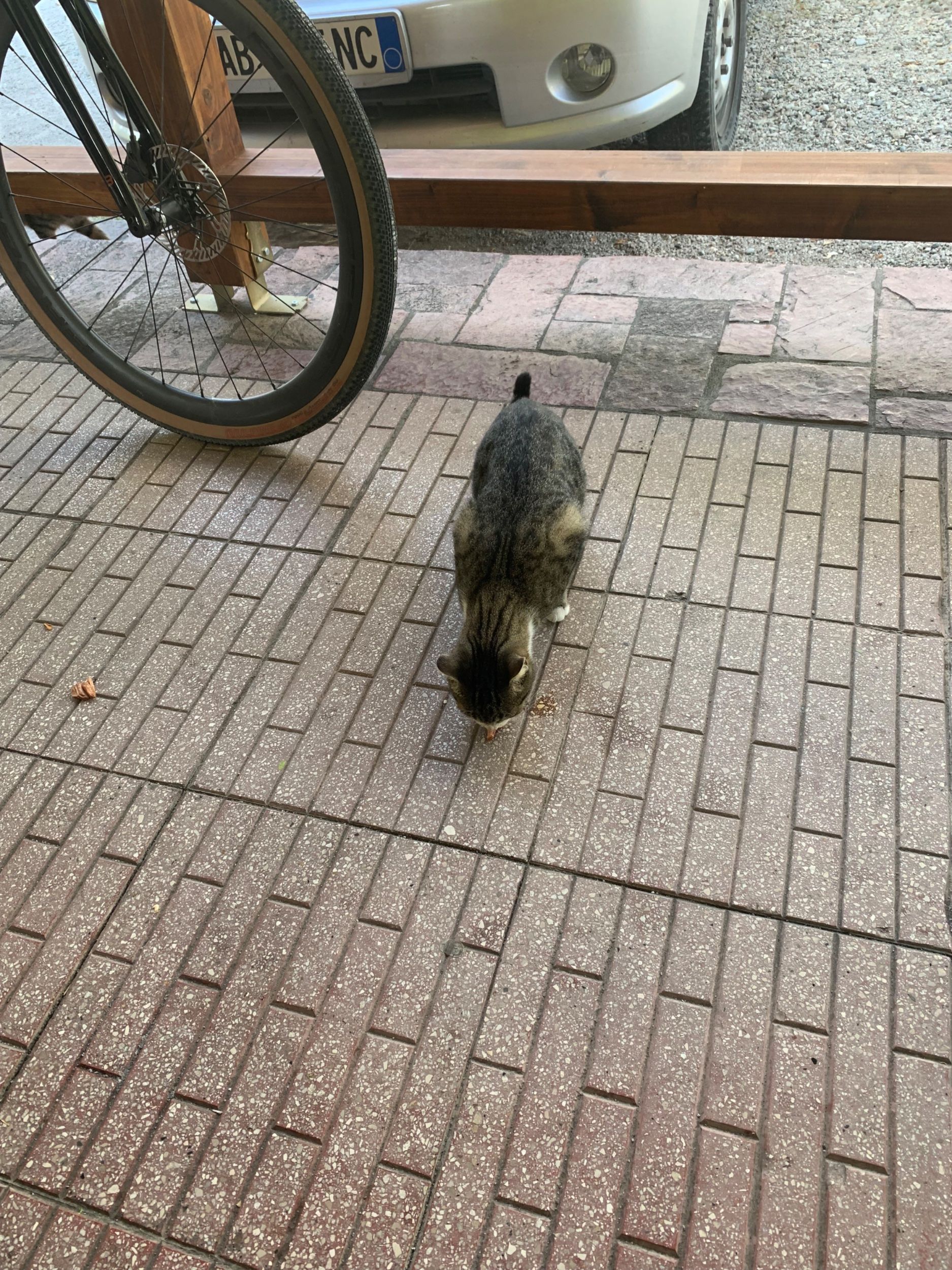 IMG_2926.jpeg