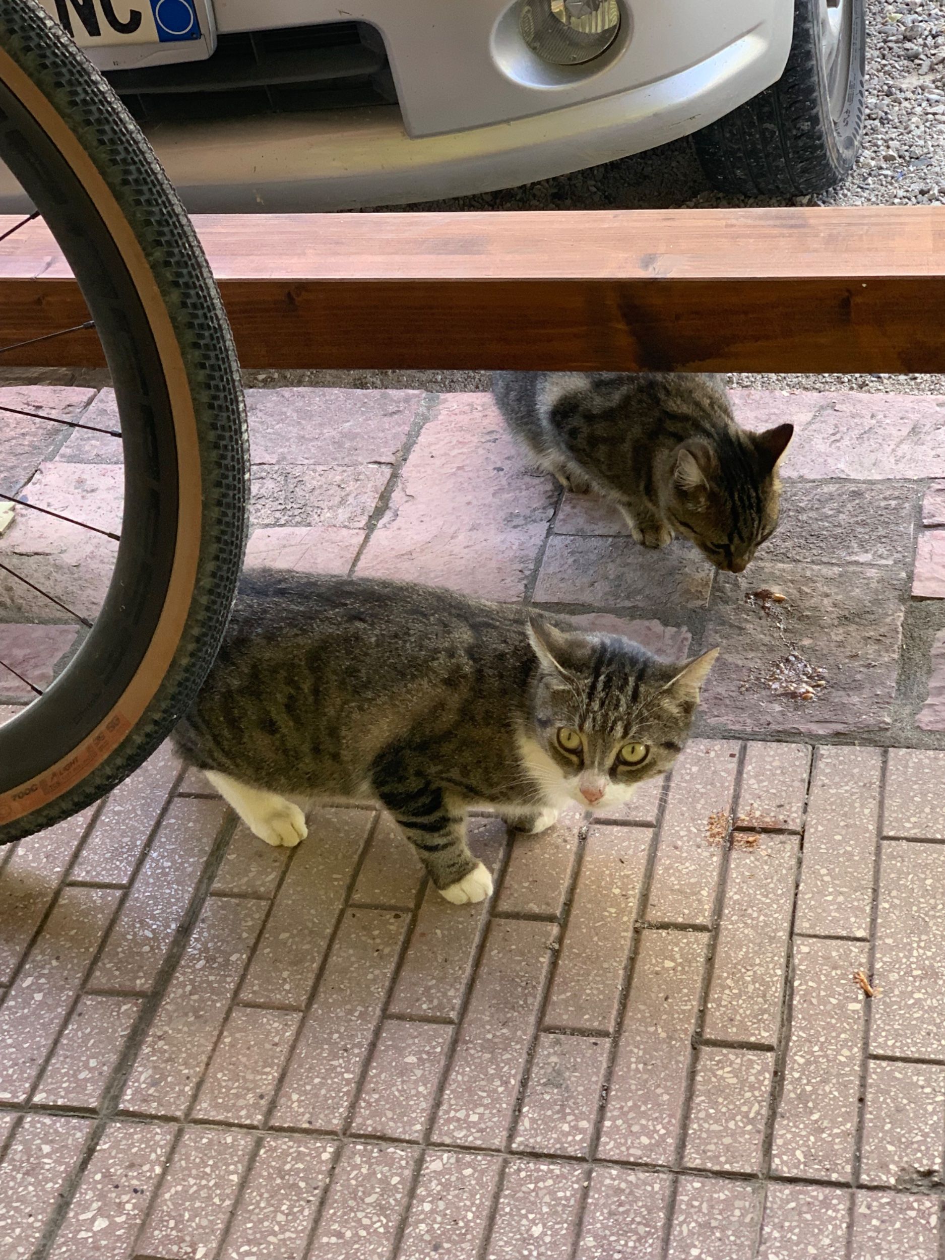 IMG_2929.jpeg