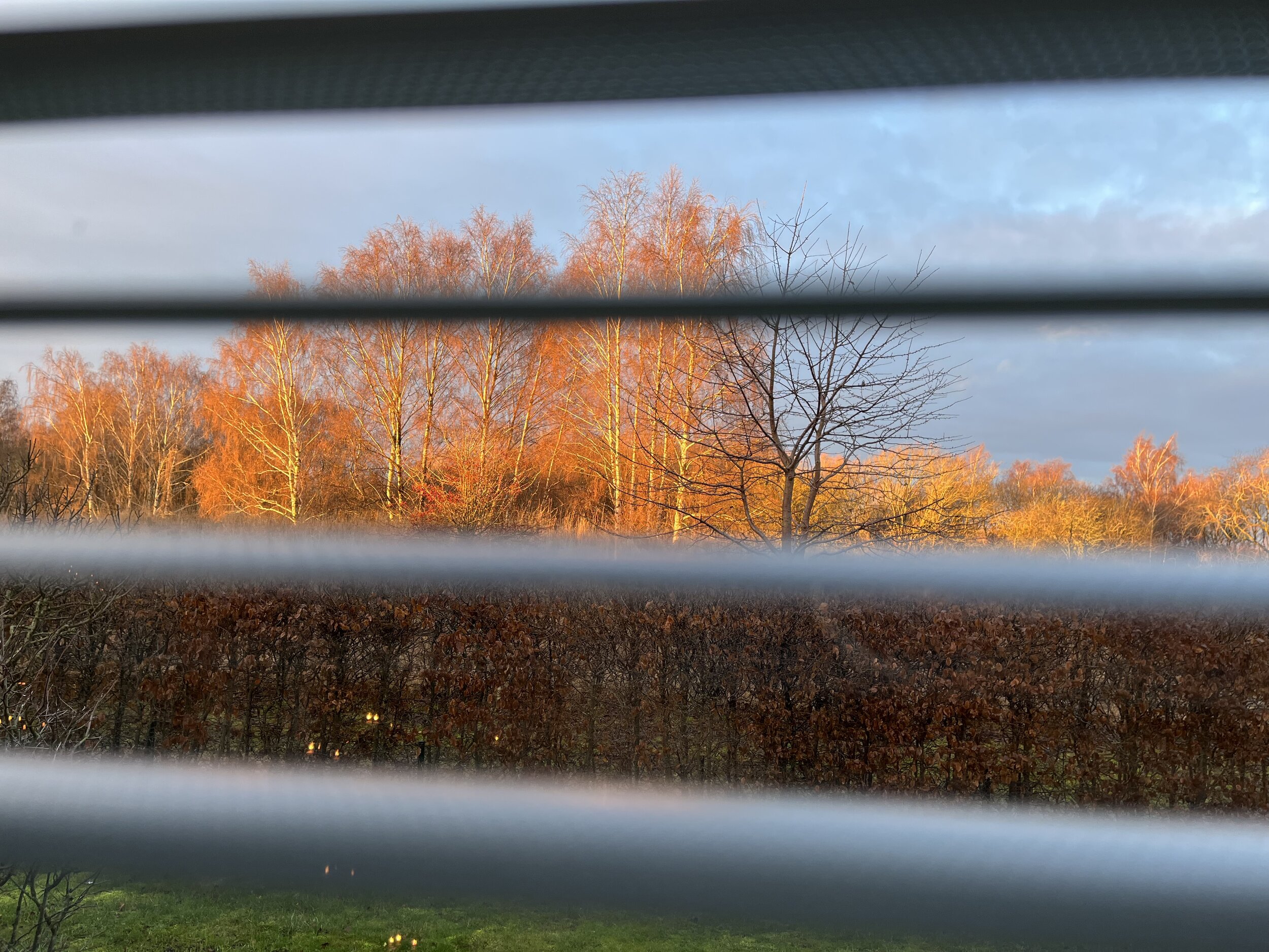IMG_2958.jpeg