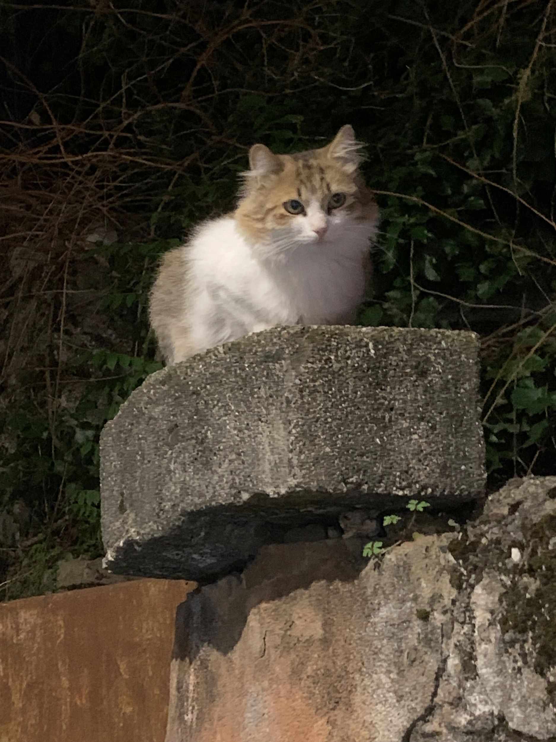 IMG_2960.jpeg