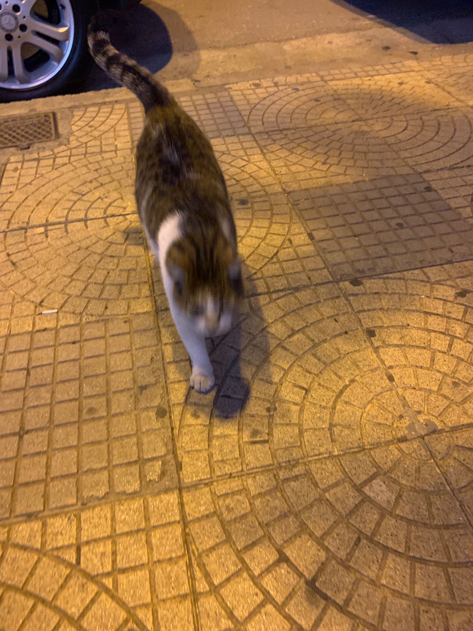 IMG_2965.jpeg