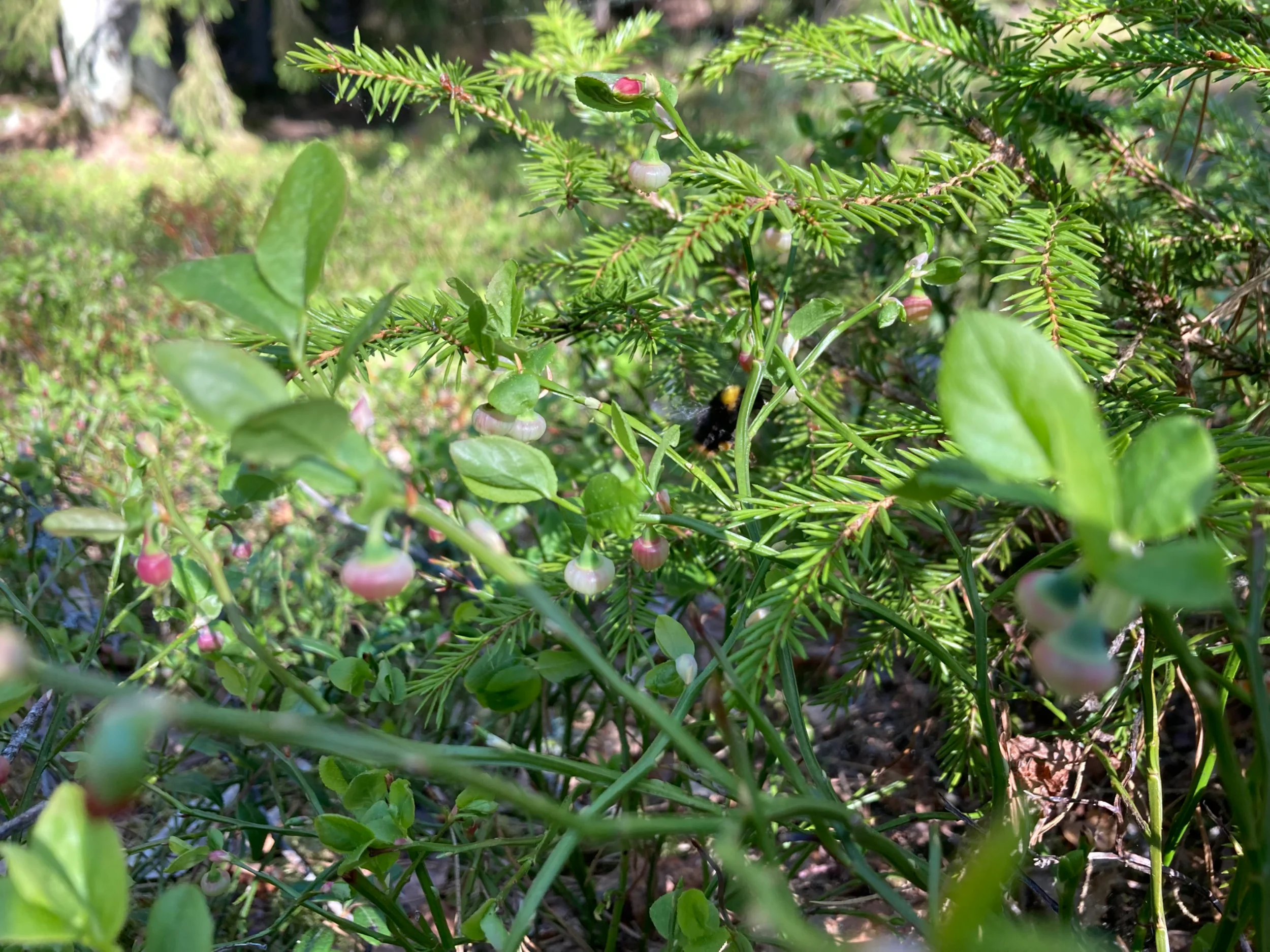IMG_3039.webp