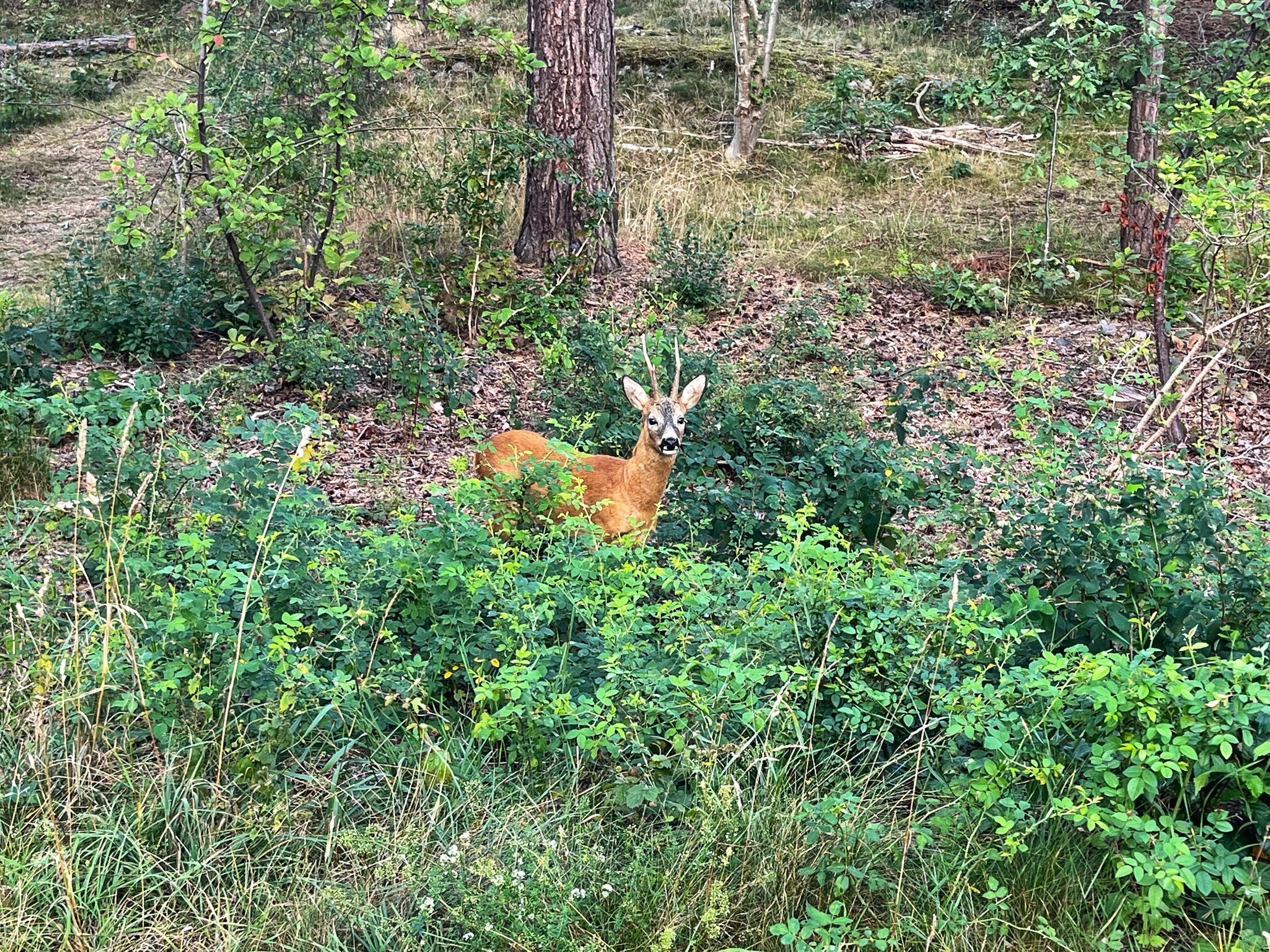 IMG_5085.jpg