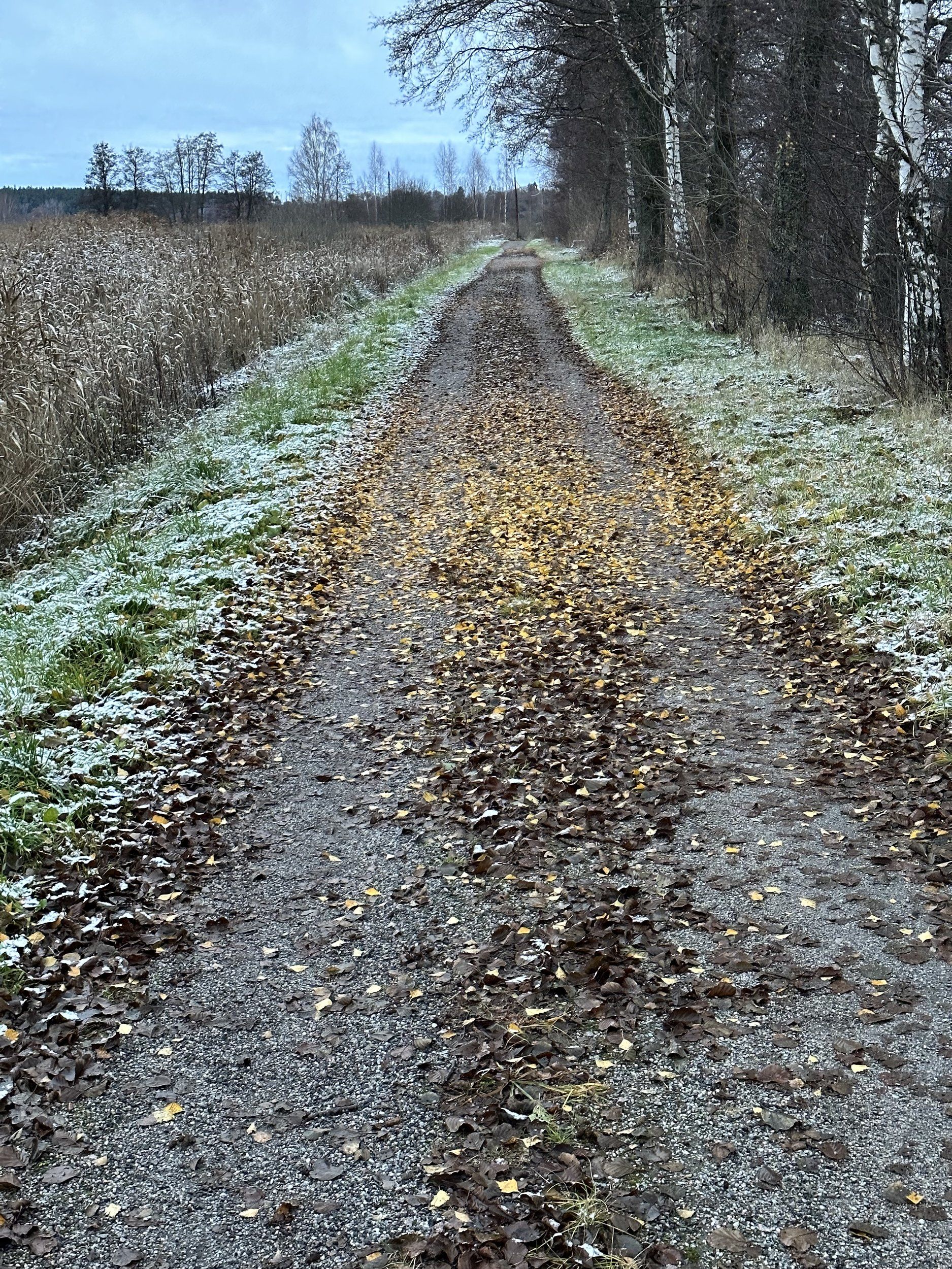 IMG_5290.jpeg