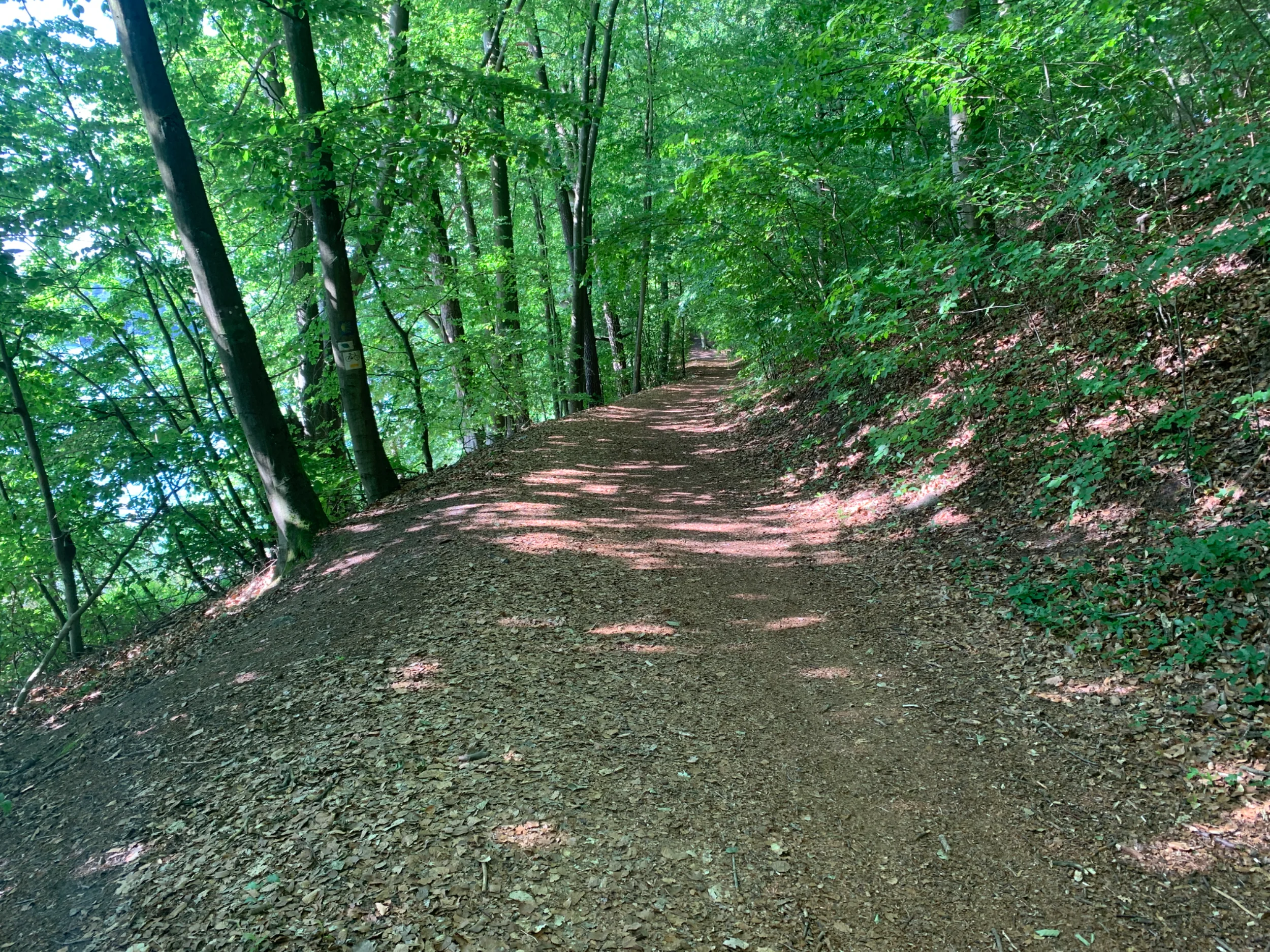 IMG_7252.webp
