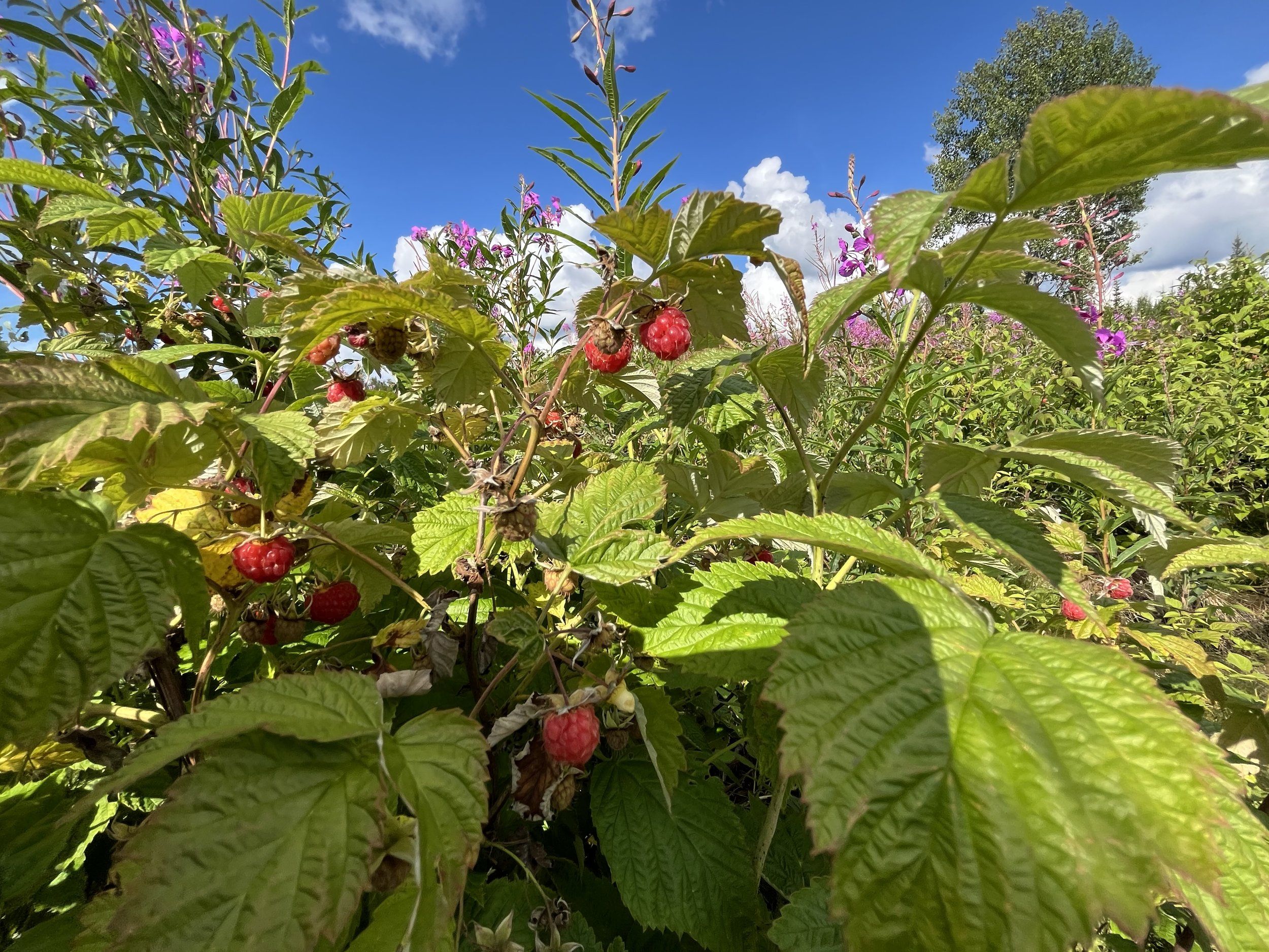 IMG_9035.jpeg