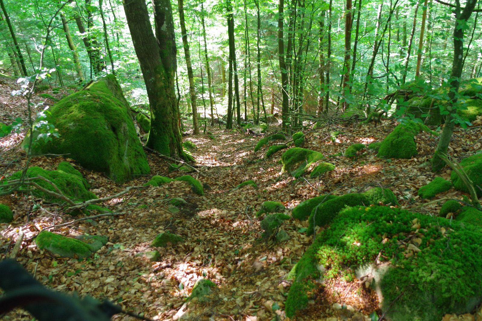 IMGP3729.JPG